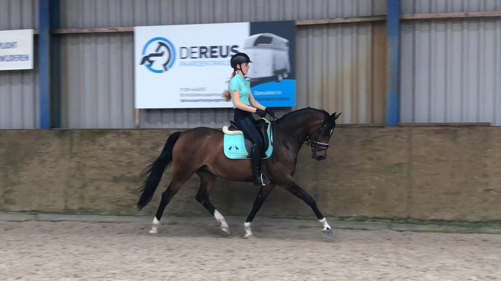 welsh pony merrie 14 años donkerbruin en venta - Foto 3