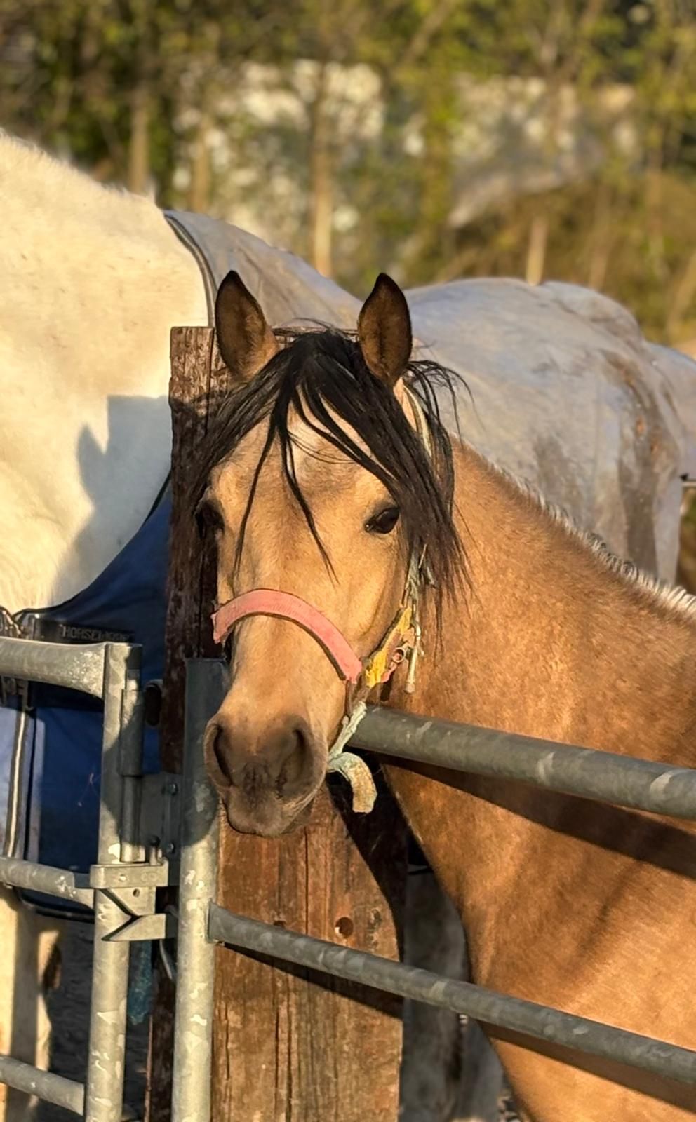 Splendida cavalla di colore buckskin in vendita