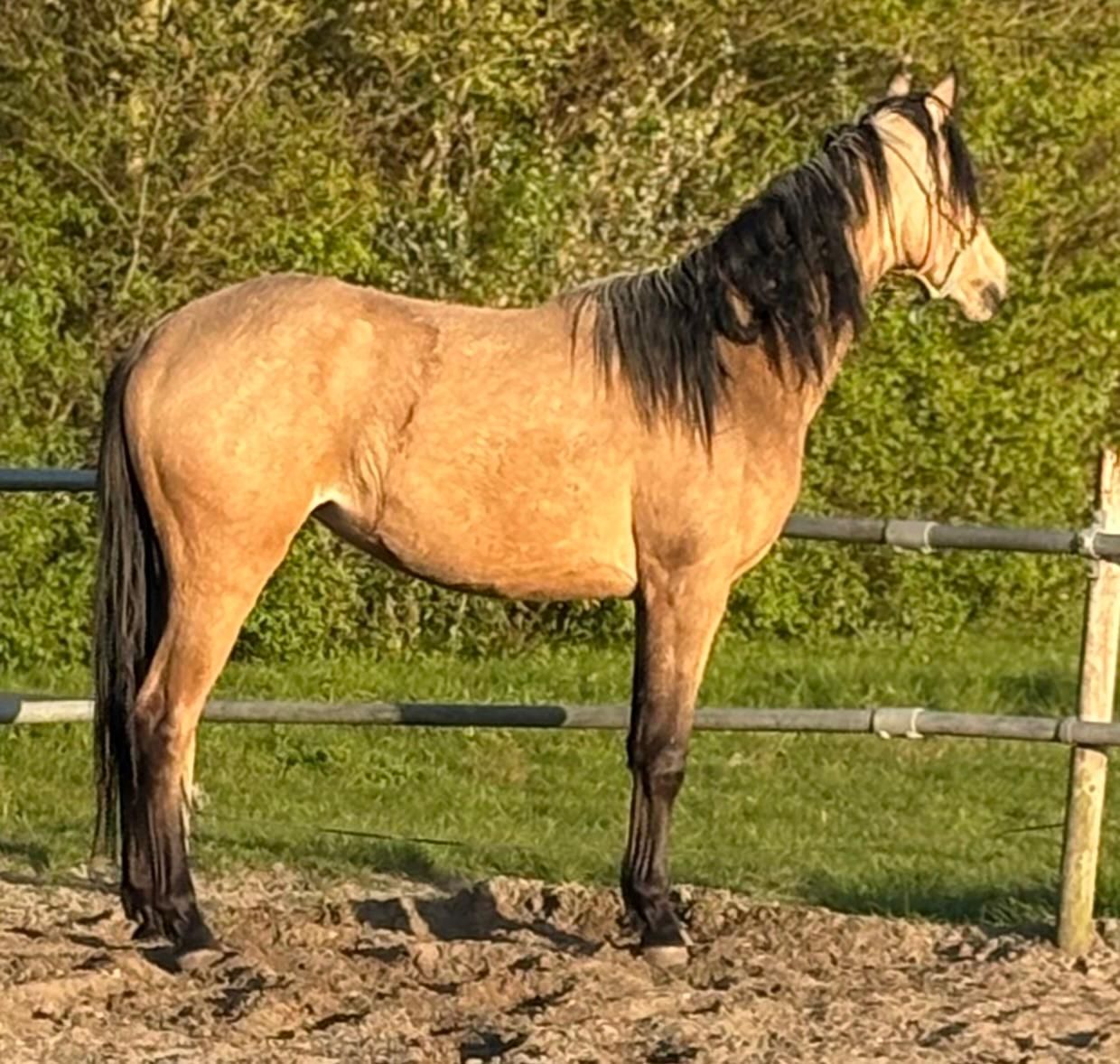 welsh pony merrie 2 años andere-kleur en venta - Foto 2