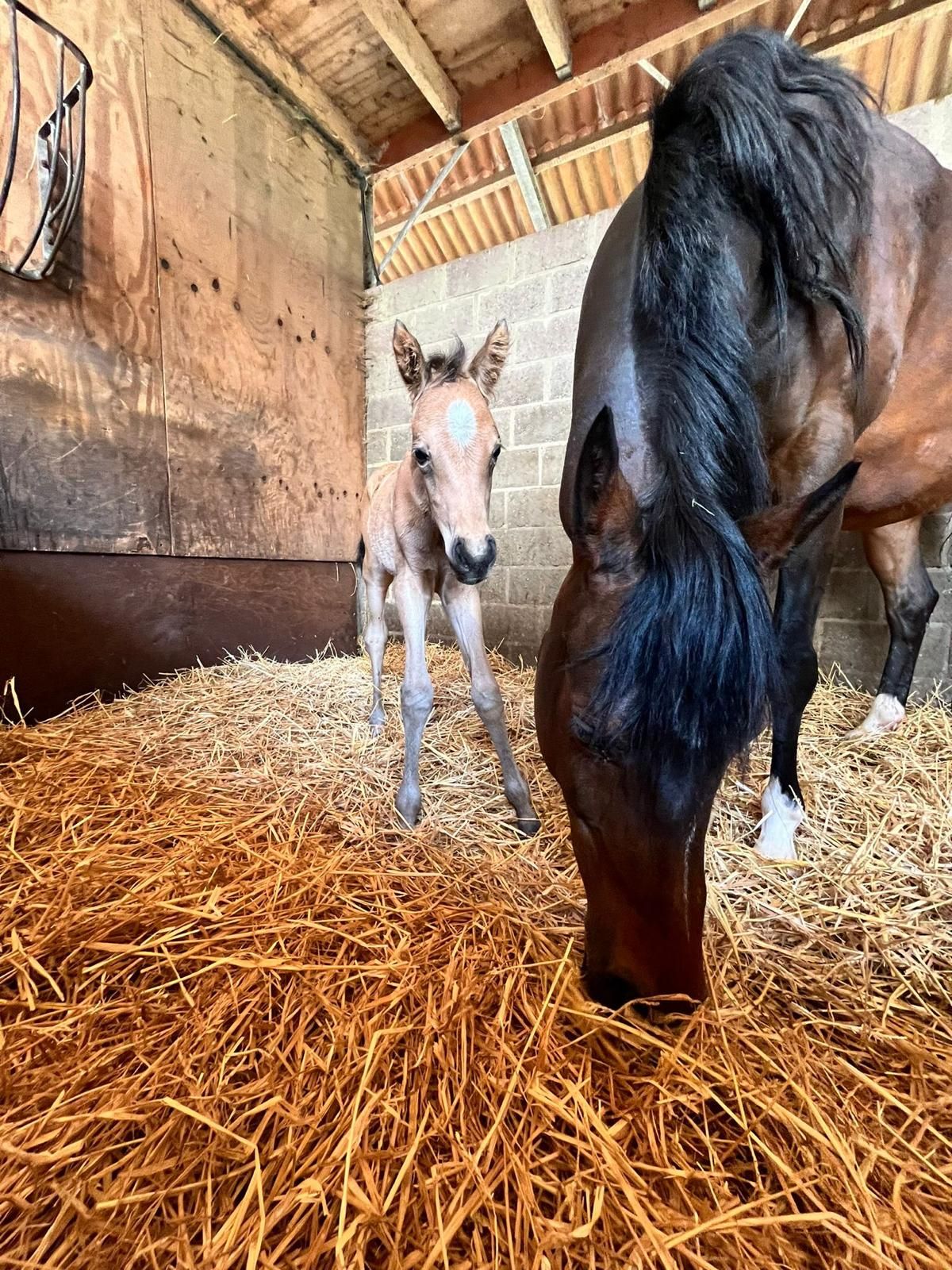 welsh pony merrie 2 años andere-kleur en venta - Foto 3
