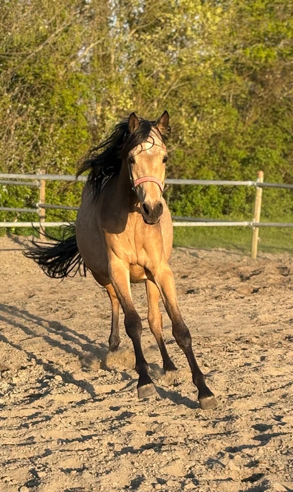 welsh pony merrie 2 años andere-kleur en venta - Foto 4