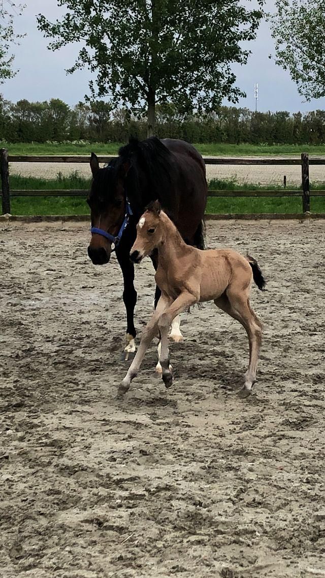 welsh pony merrie 2 años andere-kleur en venta - Foto 6