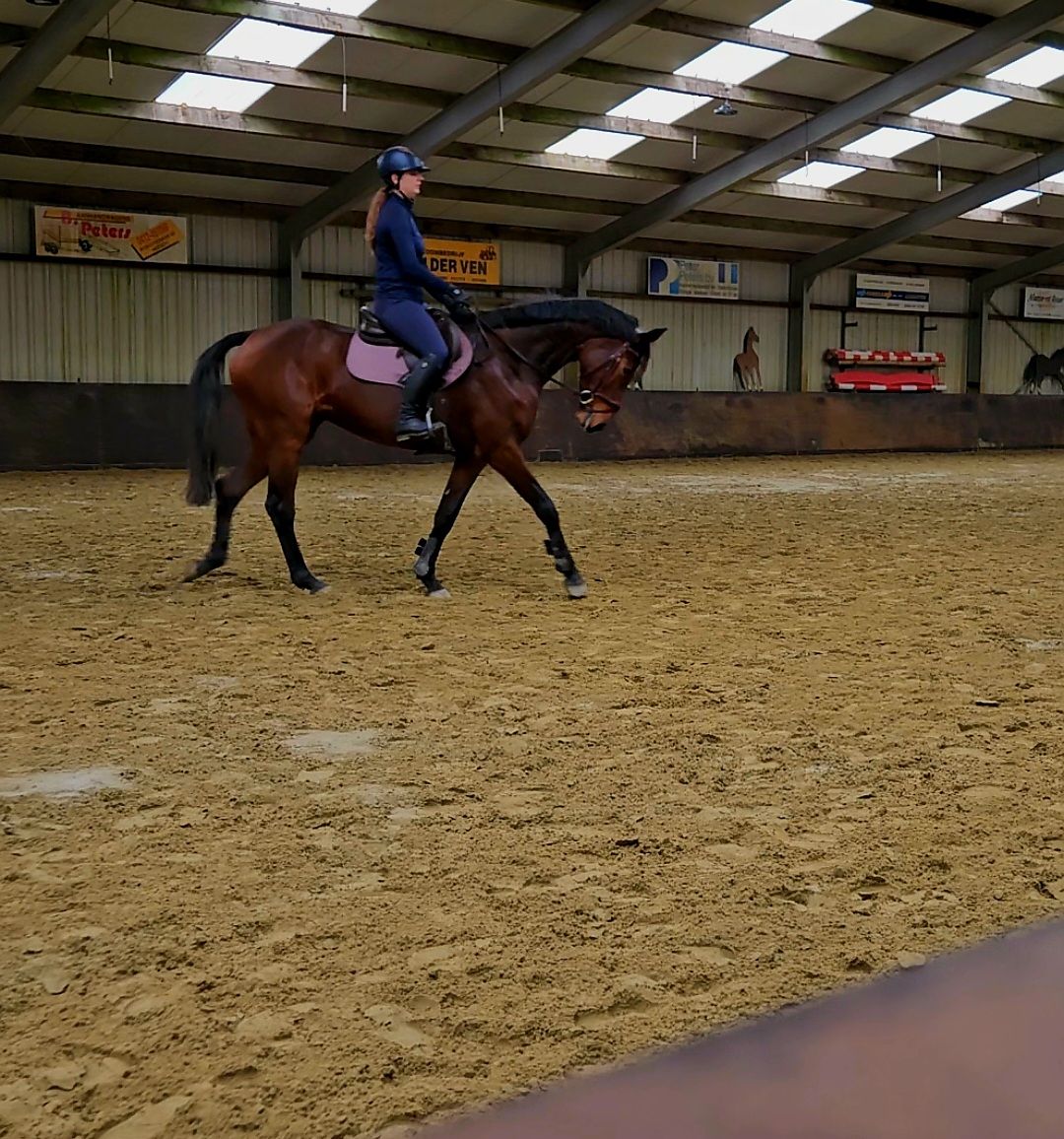 kwpn springpaard merrie 4 years old bruin for sale - Photo 4