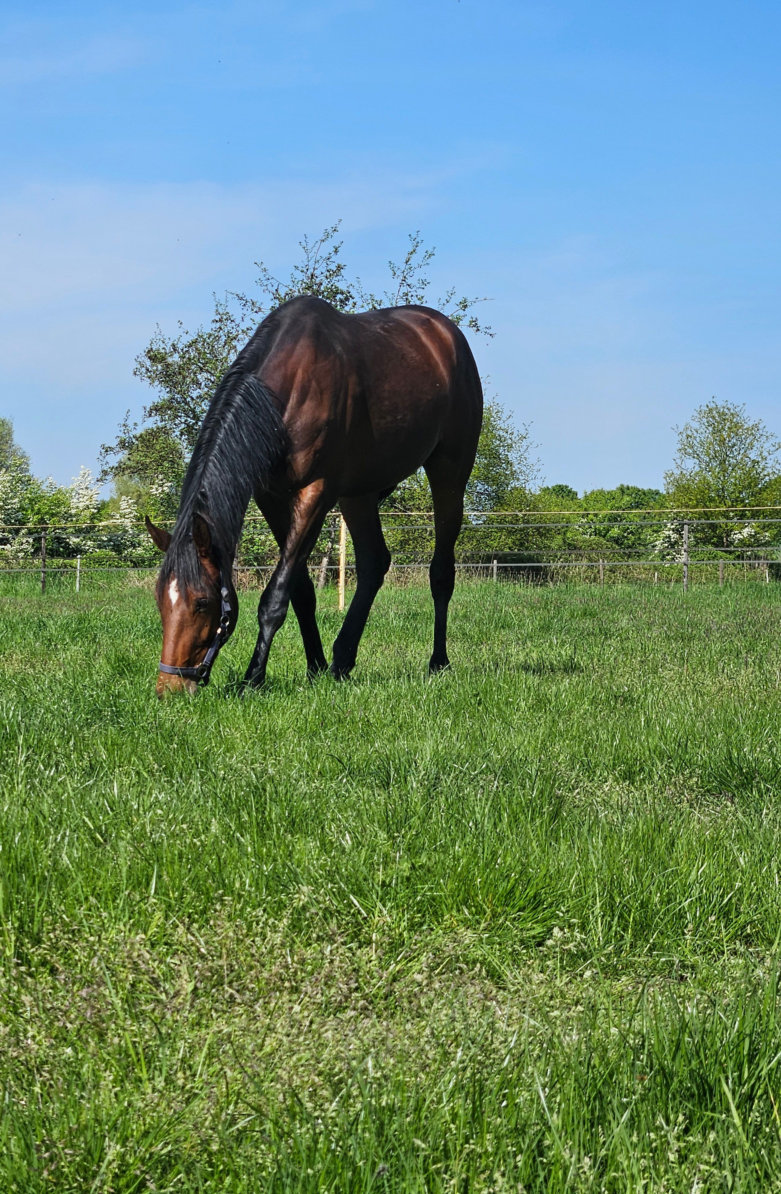 kwpn springpaard merrie 4 years old bruin for sale - Photo 2