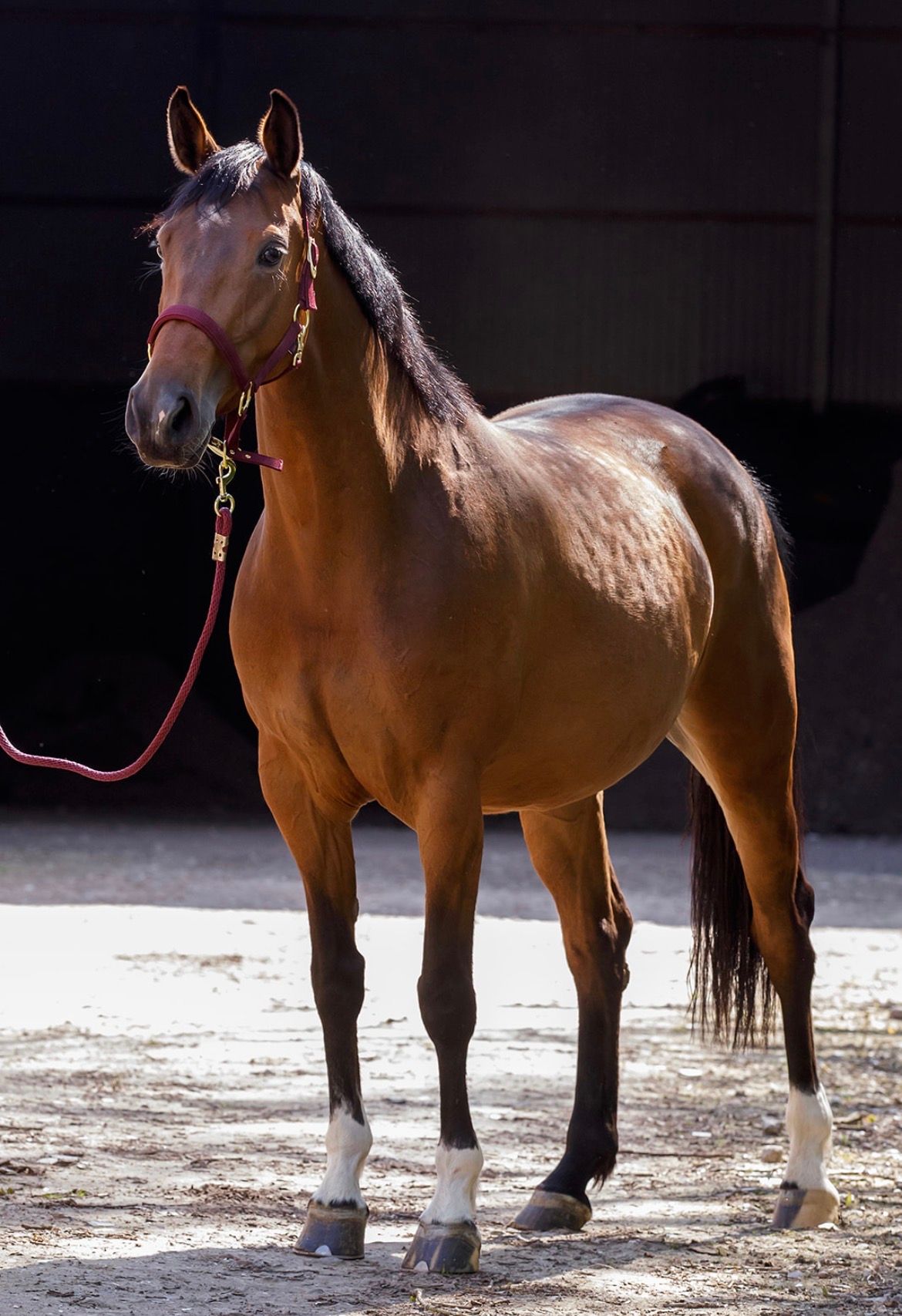 6-year-old Prok mare with character and potential