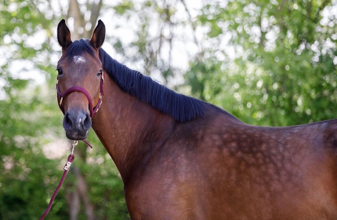 oldenburg springpaard merrie 6 jaar bruin te koop - Foto 2