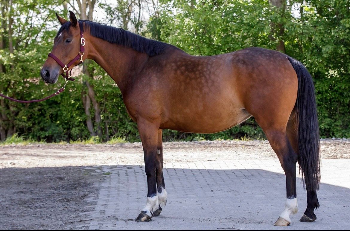 oldenburg springpaard merrie 6 jaar bruin te koop - Foto 3