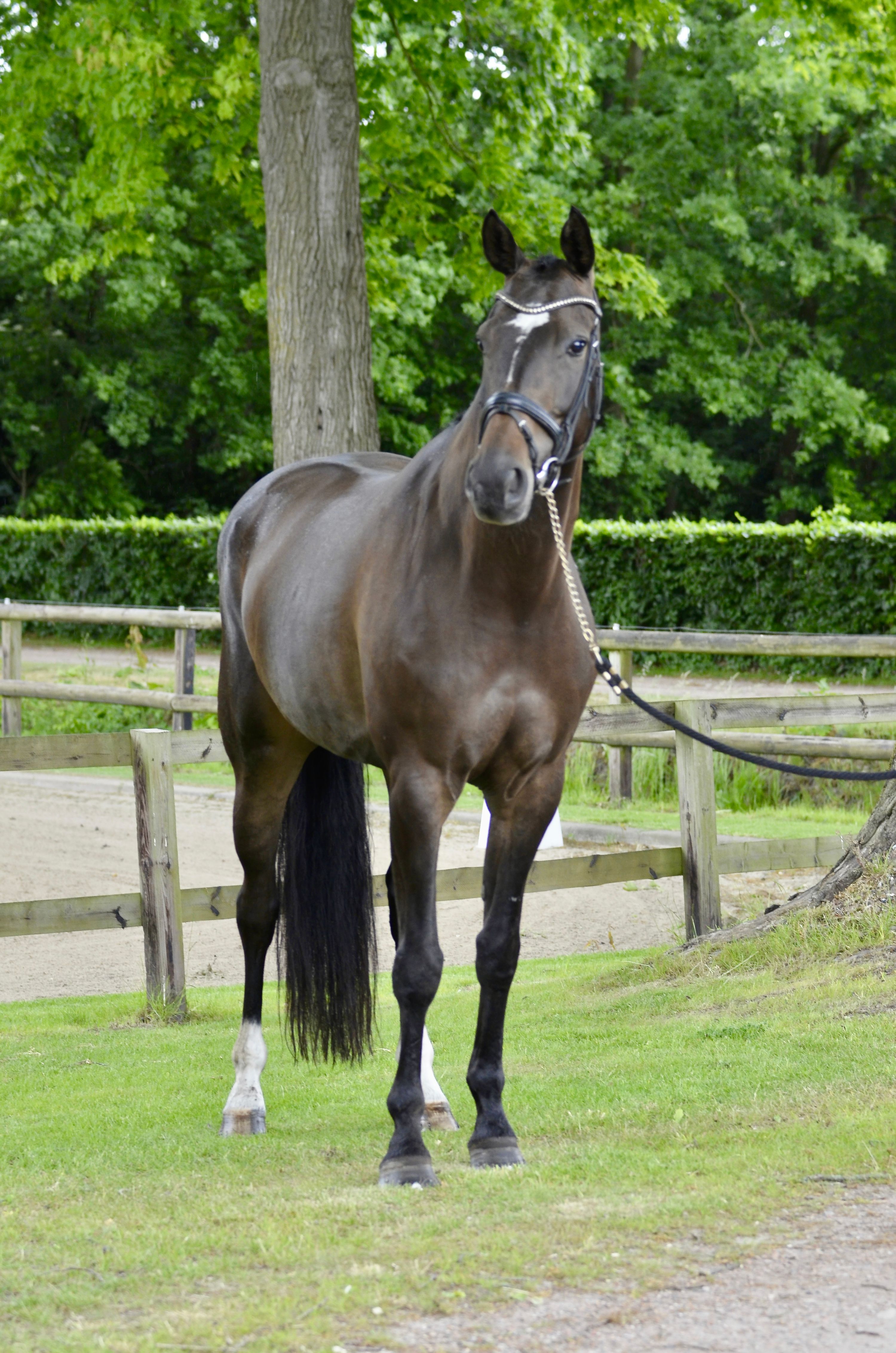kwpn dressuurpaard merrie 8 岁 donkerbruin 出售 - 照片 2