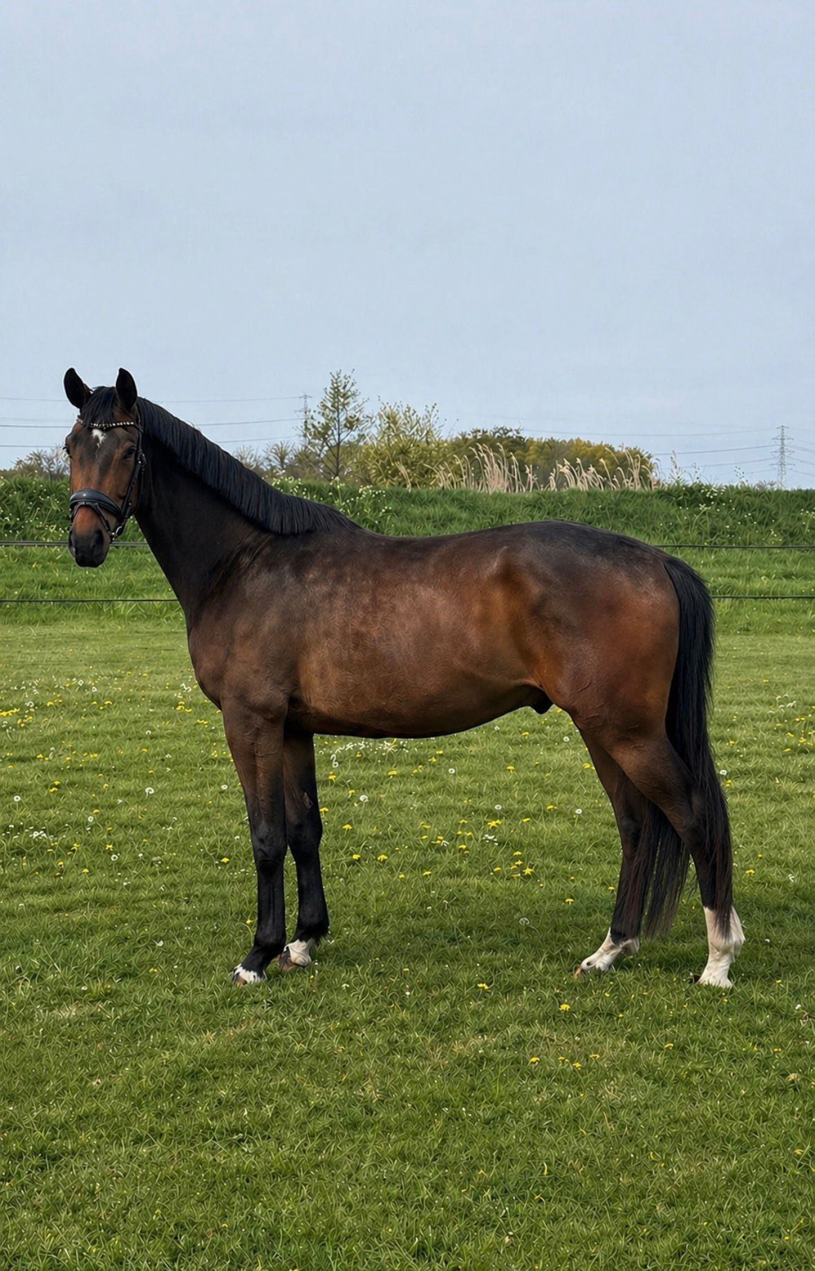 Hongre de 3 ans luxury horse
