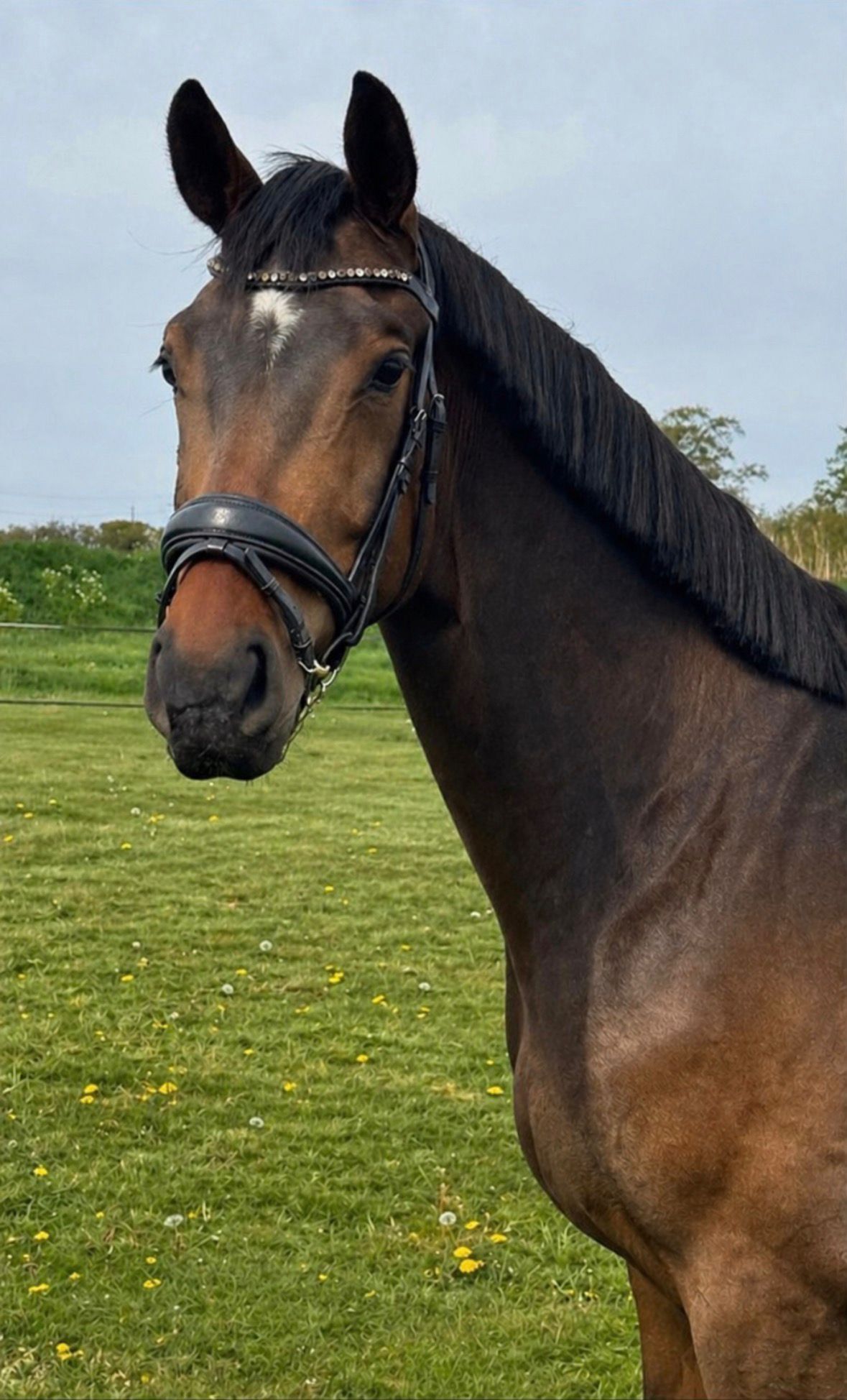 kwpn dressuurpaard ruin 3 år donkerbruin till salu - Foto 2