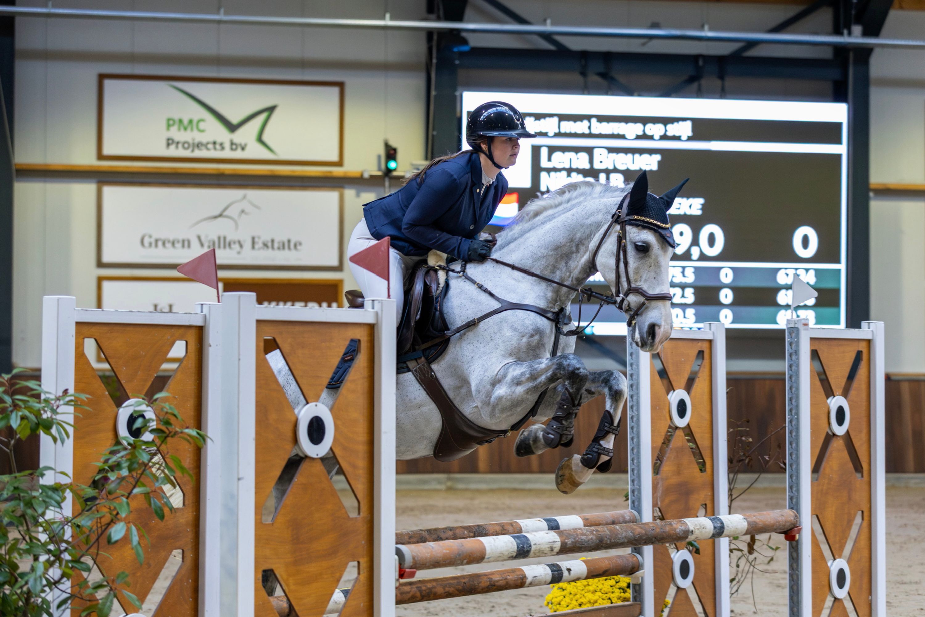 spaans springpaard merrie 9 岁 schimmel 出售 - 照片 3