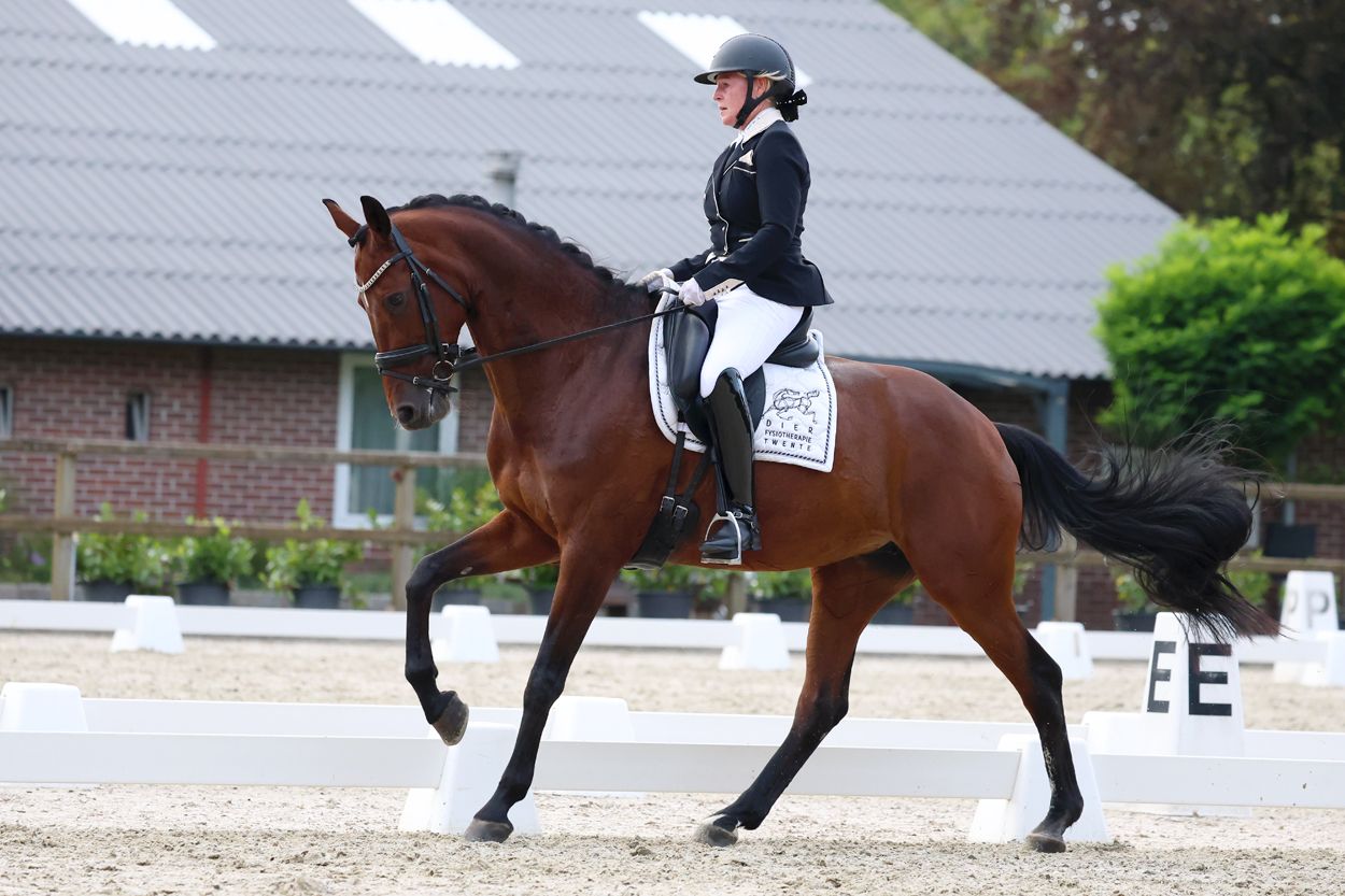 Très belle jument de dressage