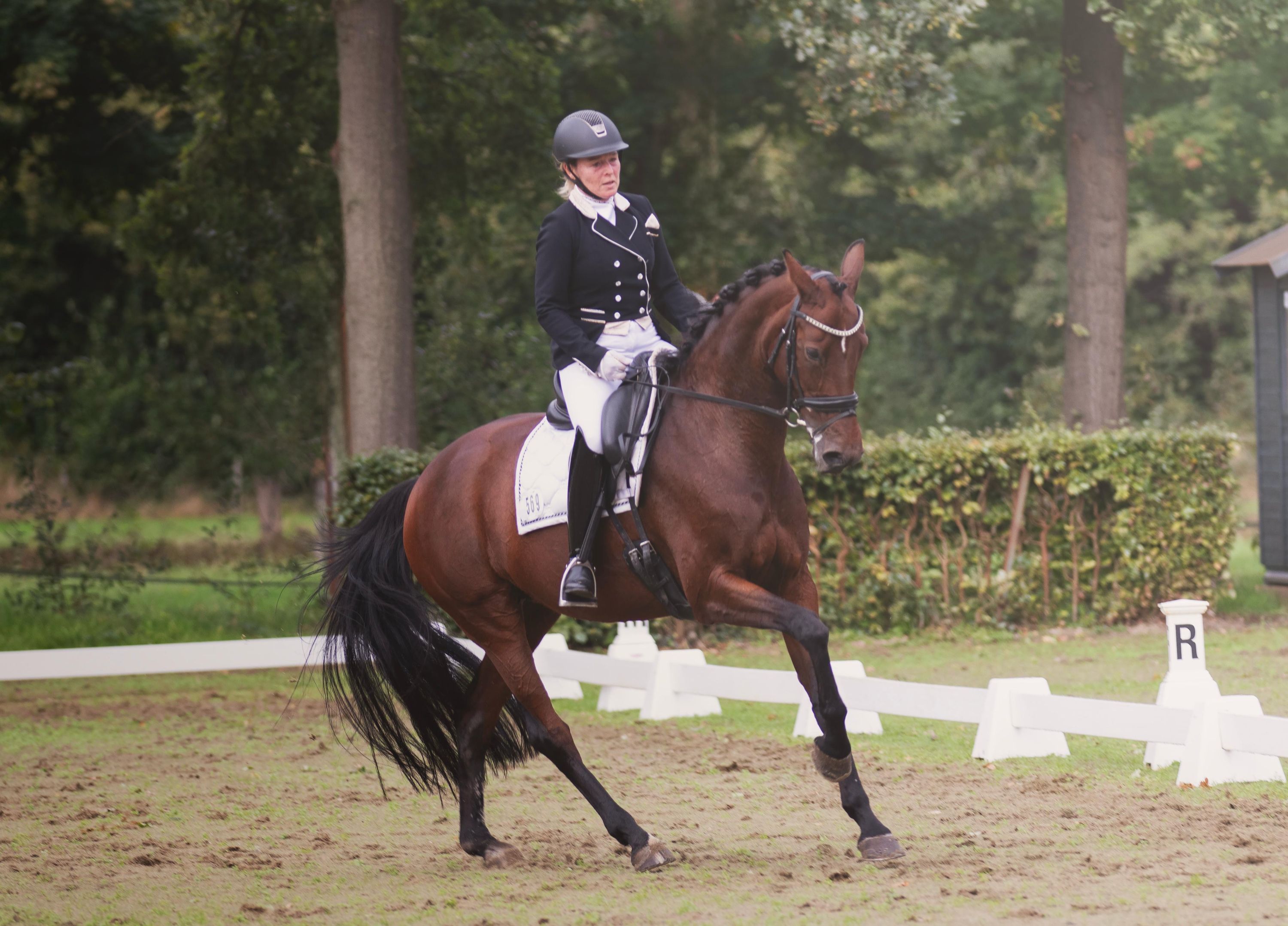 kwpn dressuurpaard merrie 14 سنوات kastanje للبيع - صورة 2