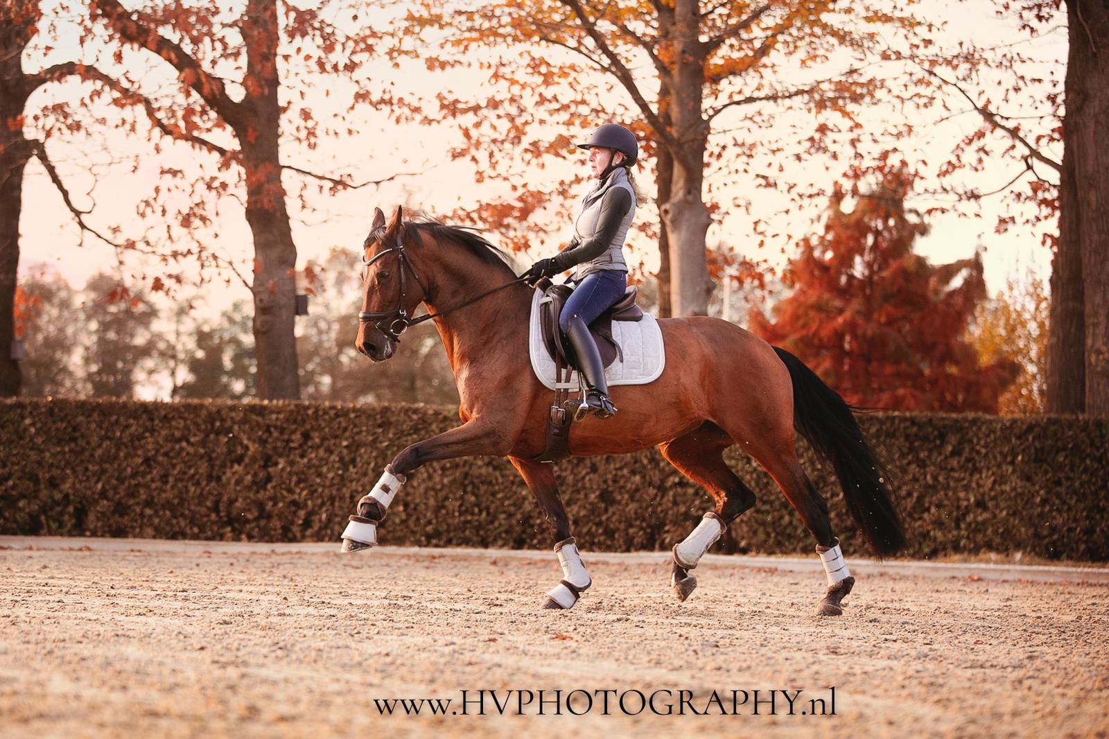 kwpn dressuurpaard merrie 14 سنوات kastanje للبيع - صورة 5