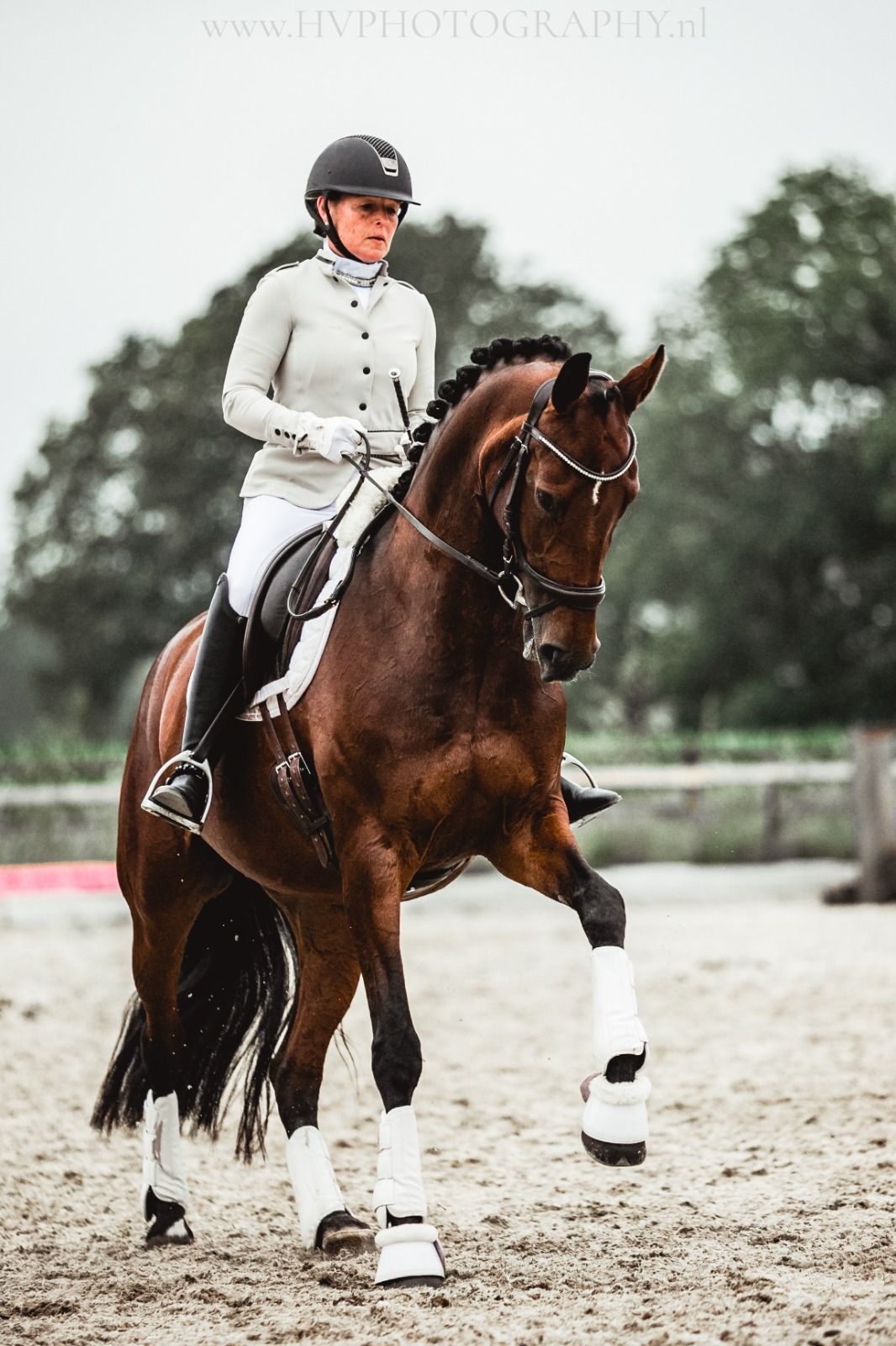 kwpn dressuurpaard merrie 14 سنوات kastanje للبيع - صورة 4