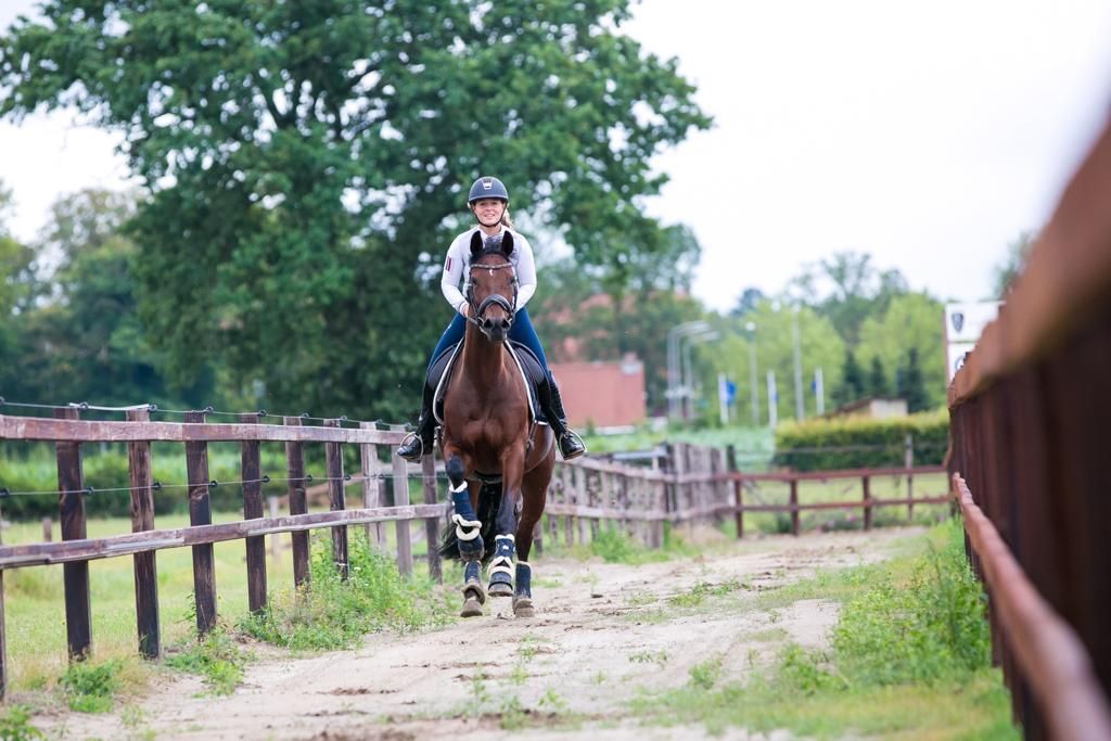 kwpn dressuurpaard merrie 14 سنوات kastanje للبيع - صورة 3
