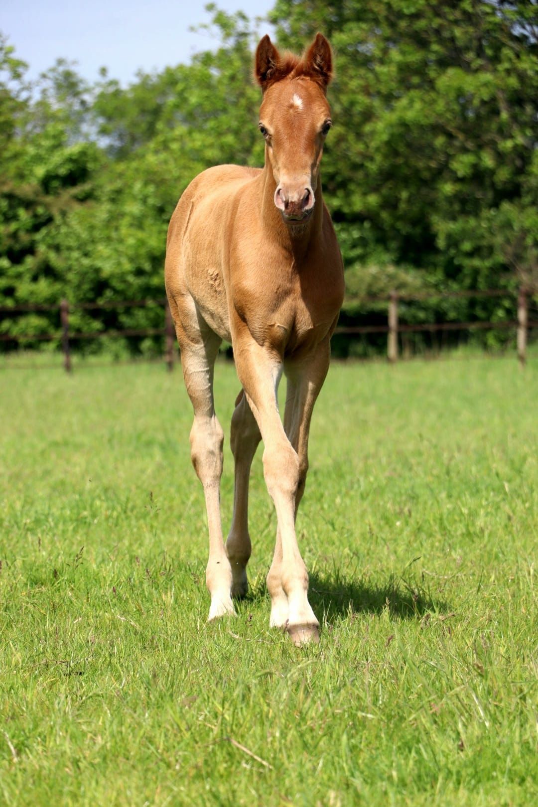 nrps allround-pony merrie 0 anos andere-kleur à venda - Foto 3