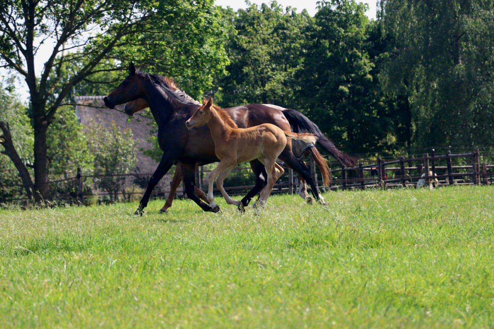 nrps allround-pony merrie 0 anos andere-kleur à venda - Foto 6