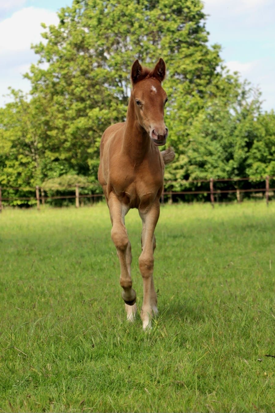 nrps allround-pony merrie 0 anos andere-kleur à venda - Foto 2
