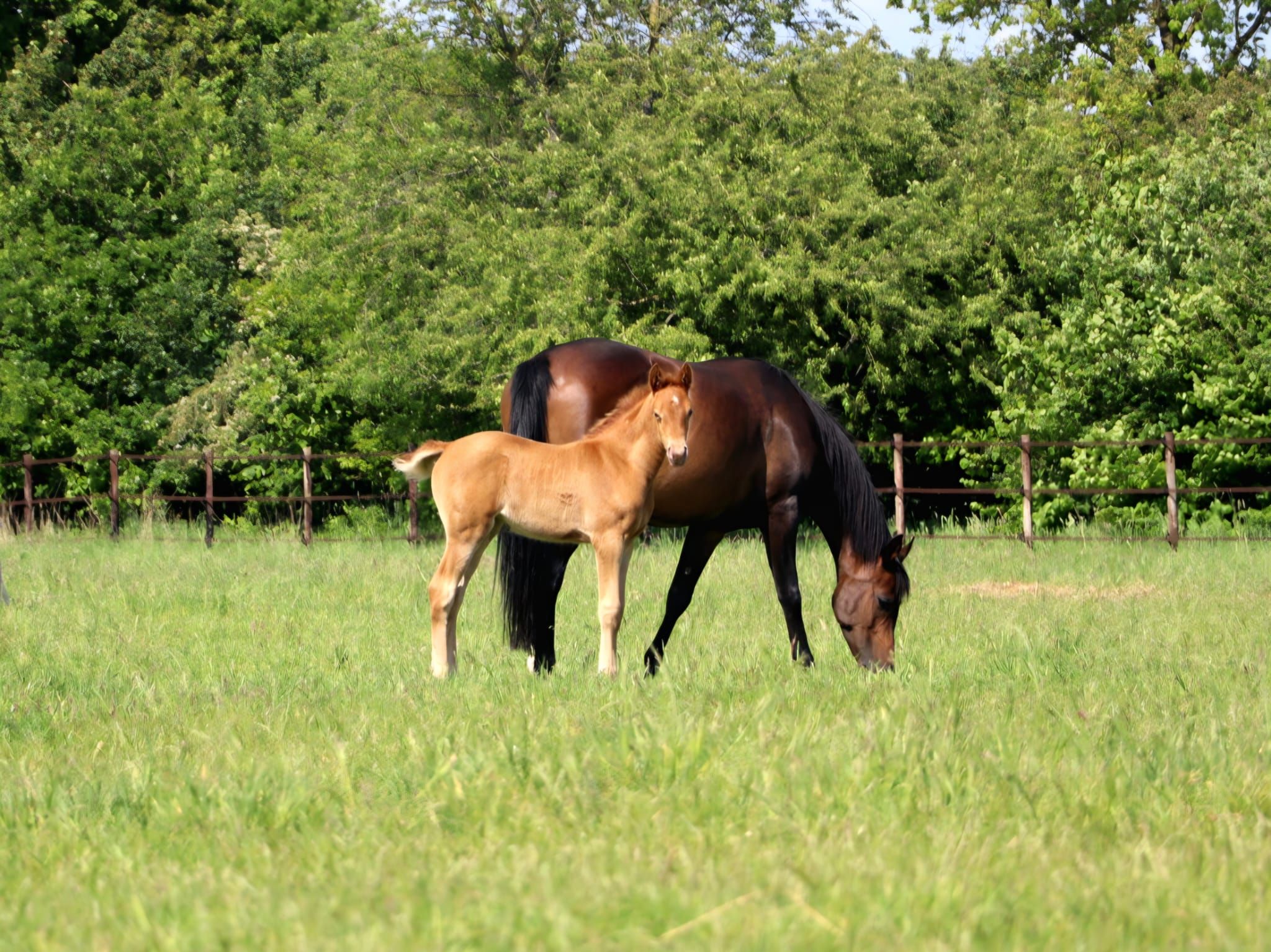 nrps allround-pony merrie 0 anos andere-kleur à venda - Foto 5