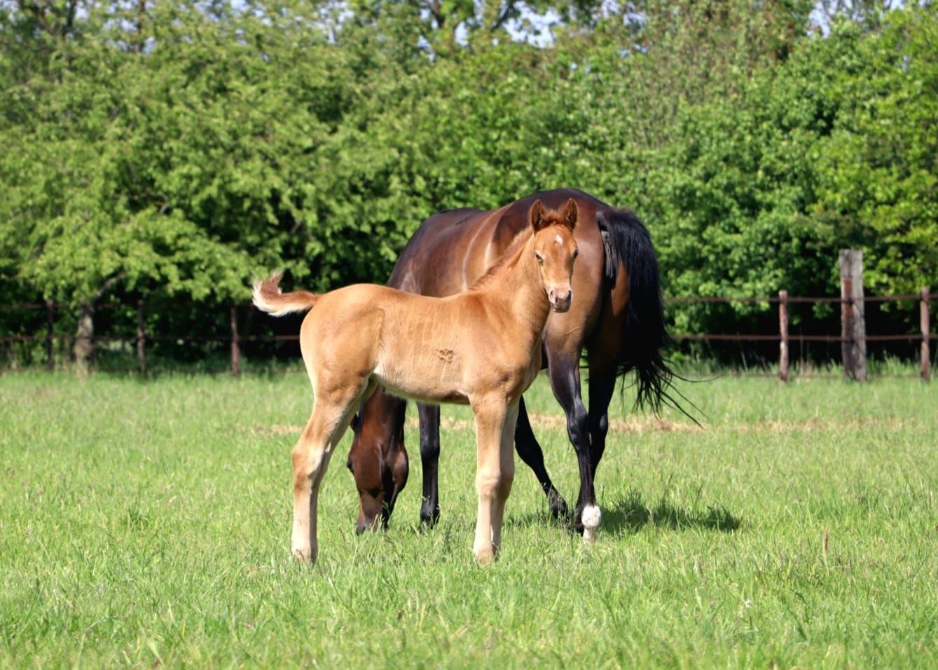 nrps allround-pony merrie 0 anos andere-kleur à venda - Foto 4