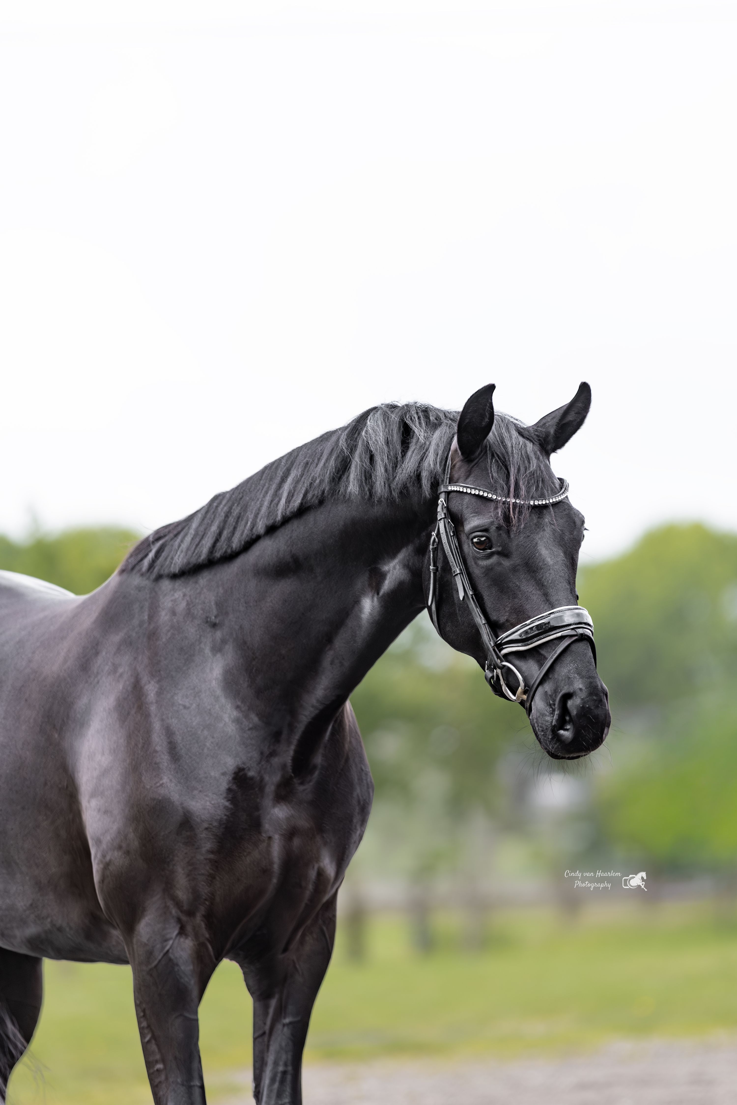kwpn dressuurpaard merrie 4 years old zwart for sale - Photo 2