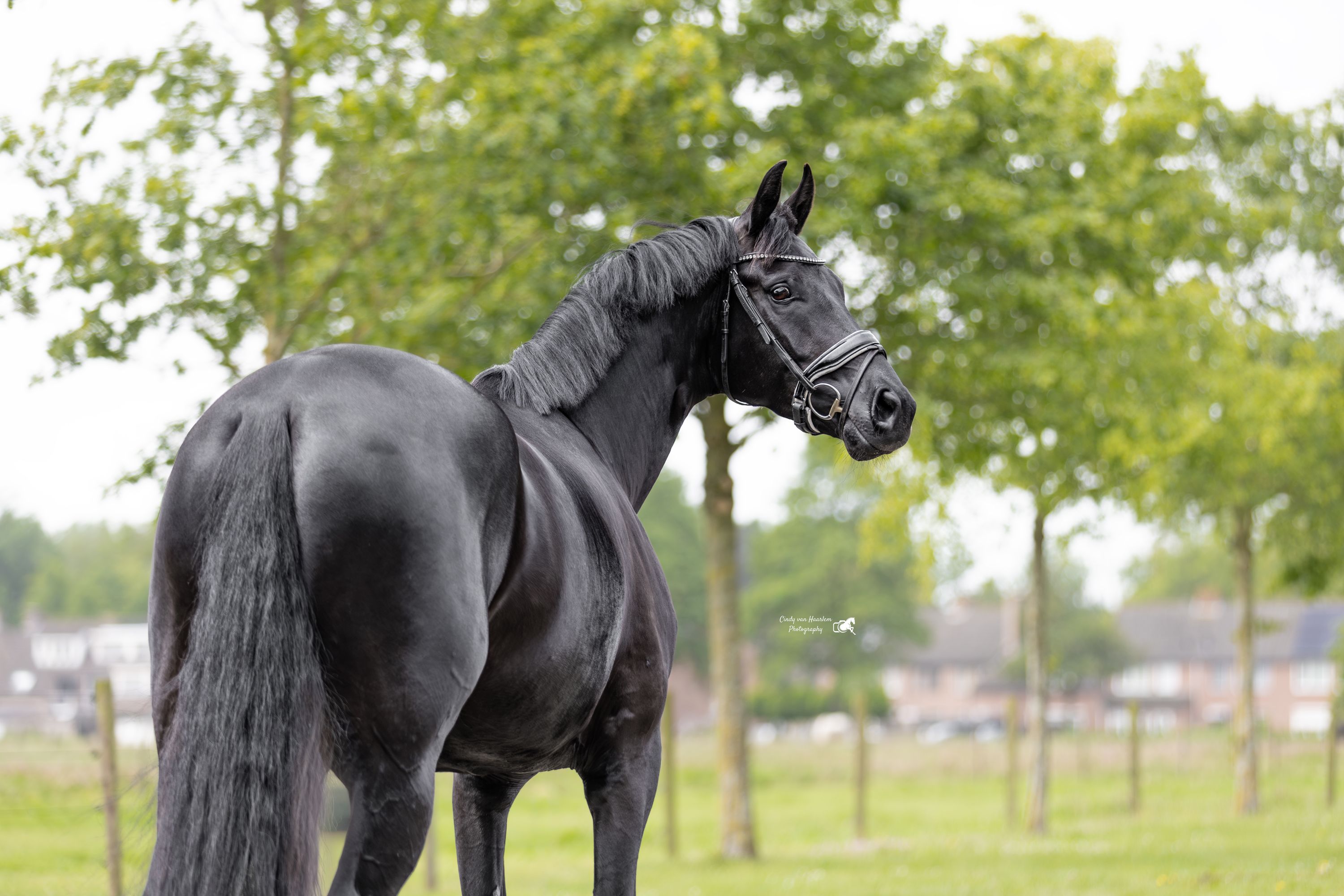 kwpn dressuurpaard merrie 4 years old zwart for sale - Photo 4