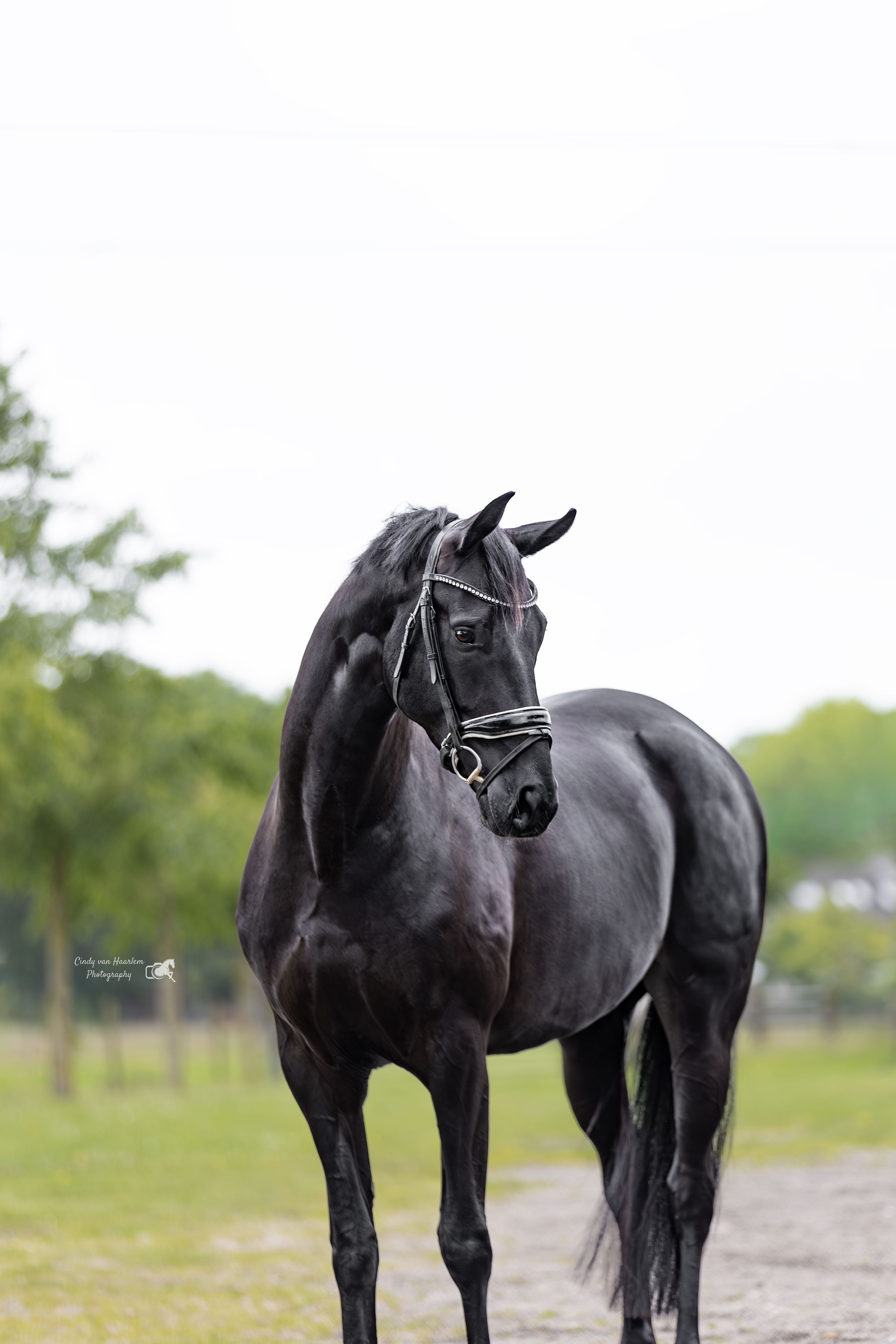kwpn dressuurpaard merrie 4 years old zwart for sale - Photo 3
