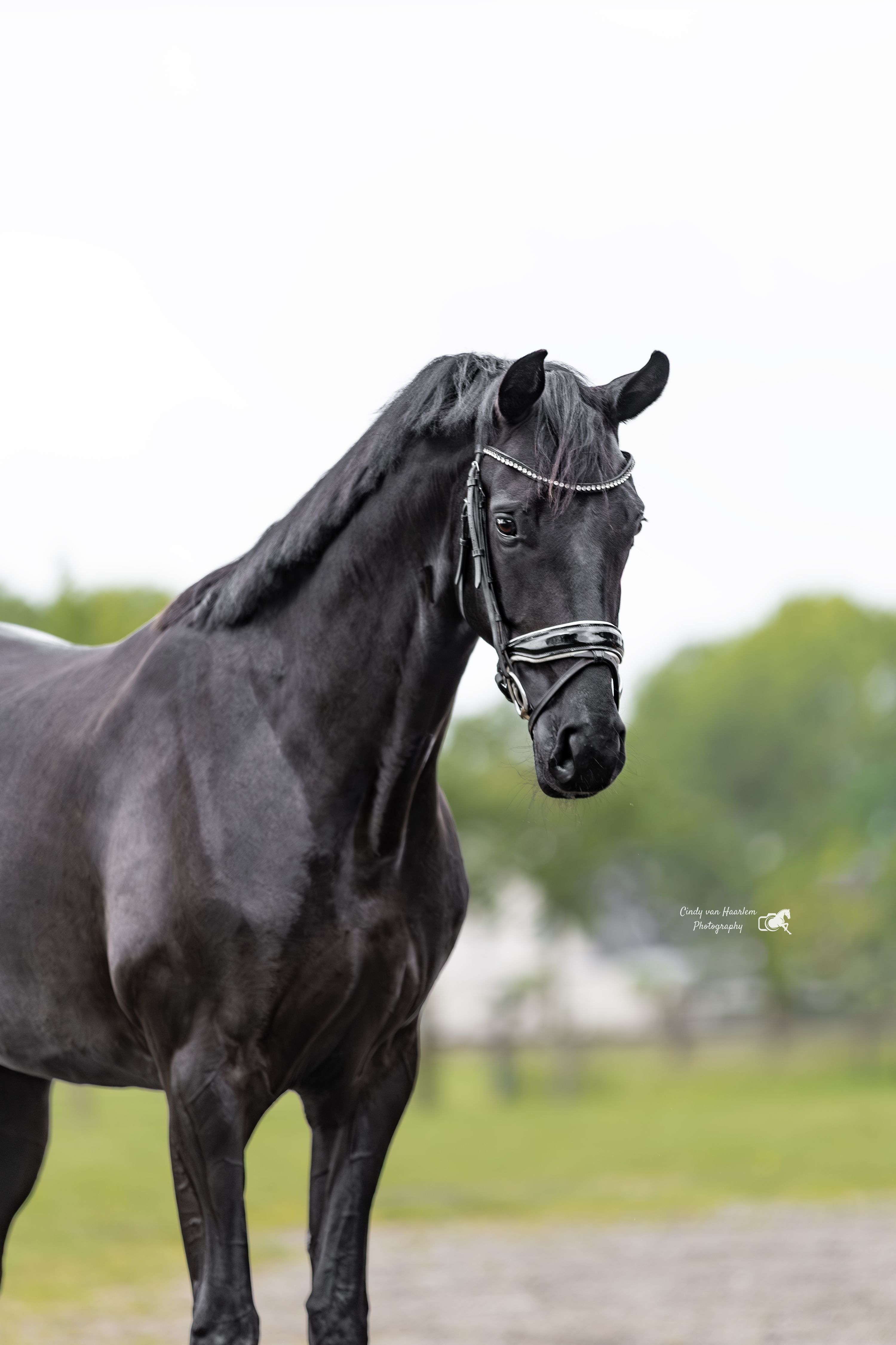 kwpn dressuurpaard merrie 4 years old zwart for sale - Photo 5