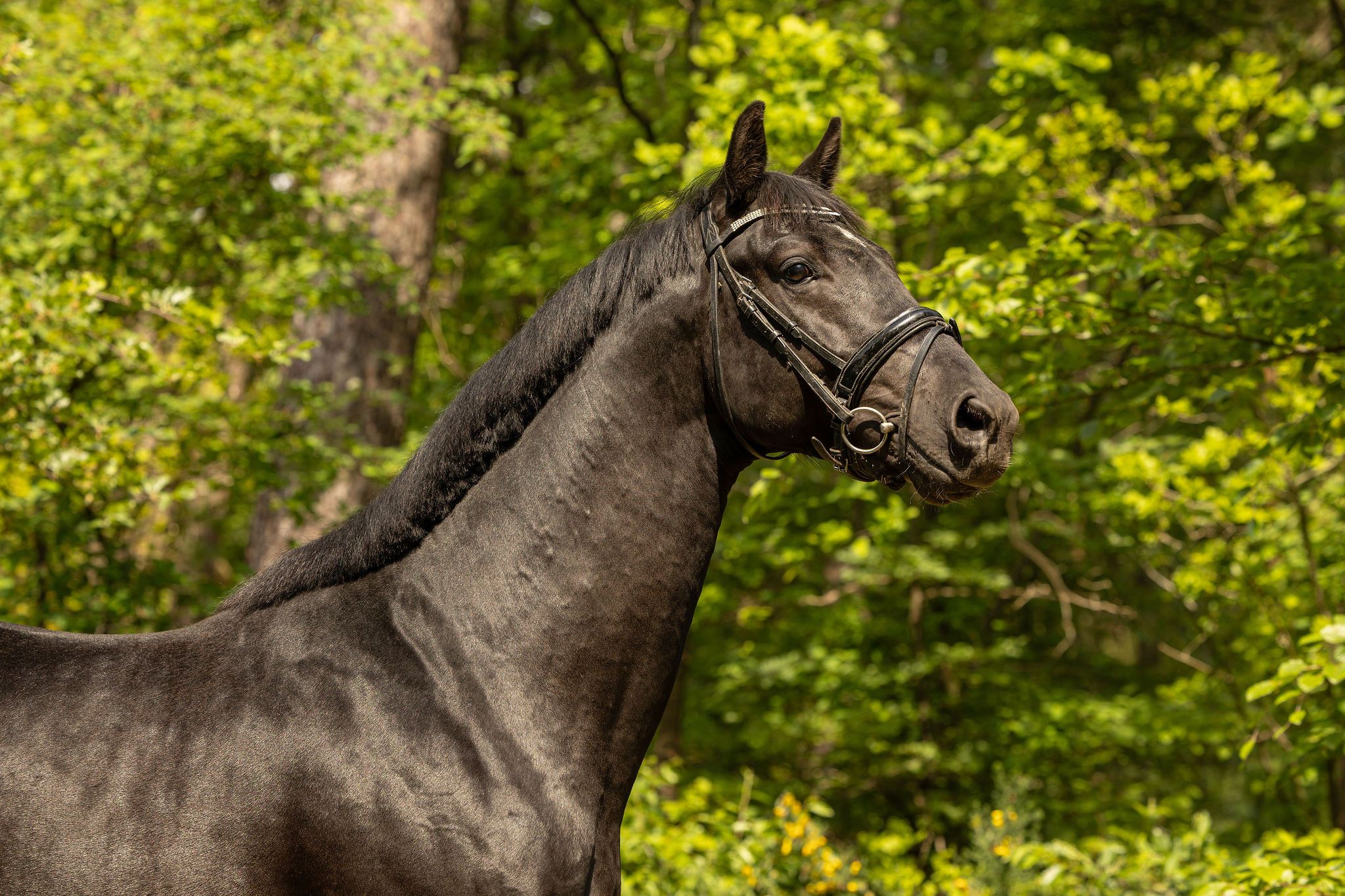 Promising 4-year-old Stallion