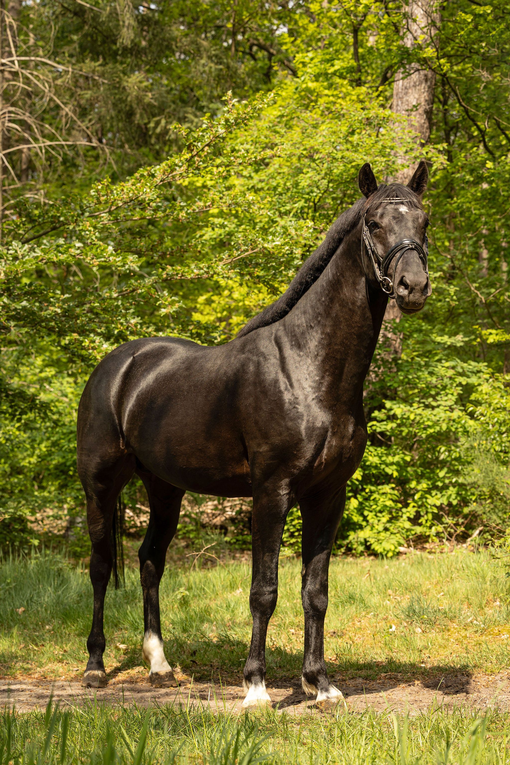 kwpn dressuurpaard hengst 4 years old zwart for sale - Photo 2