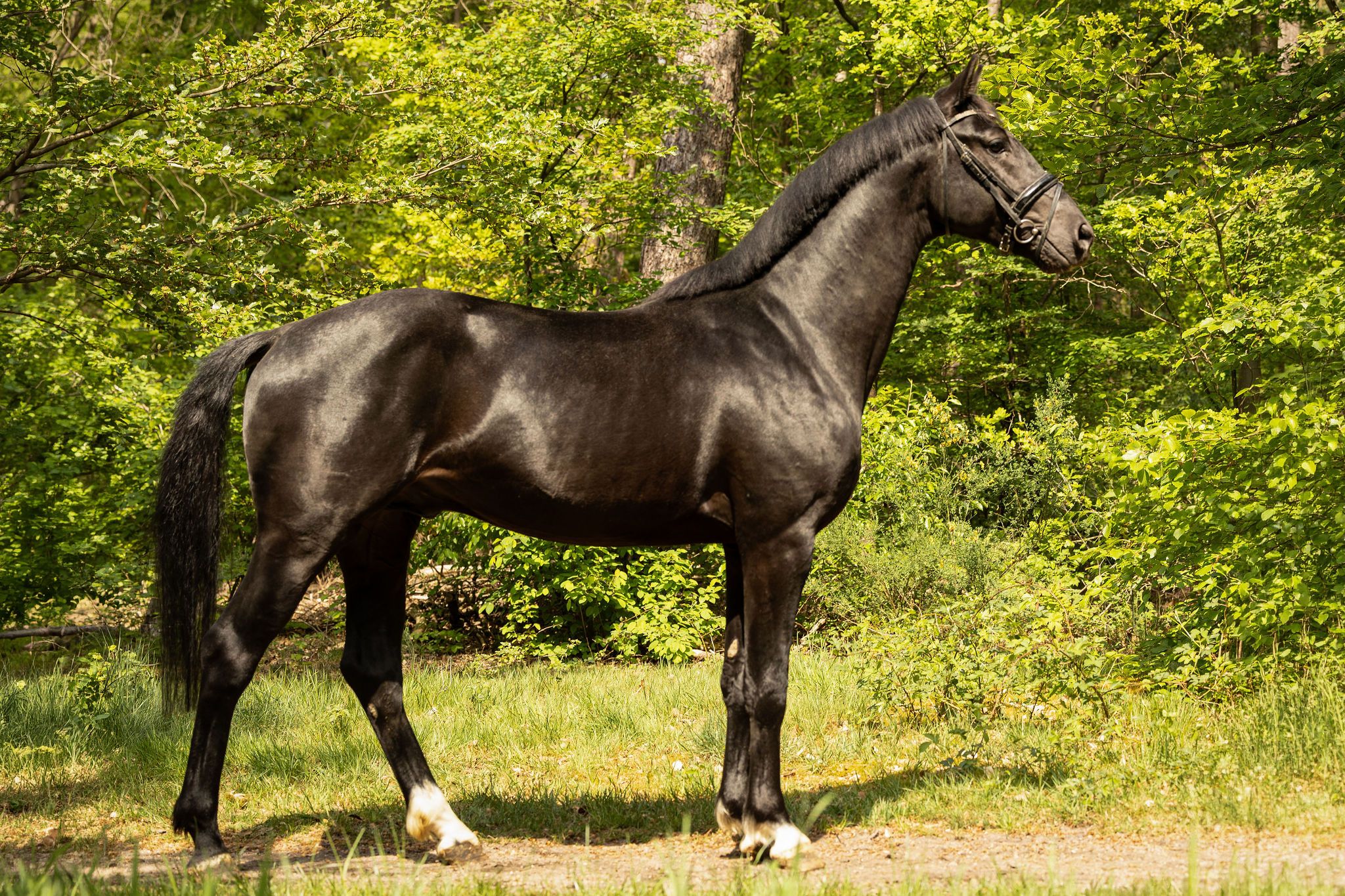 kwpn dressuurpaard hengst 4 years old zwart for sale - Photo 3