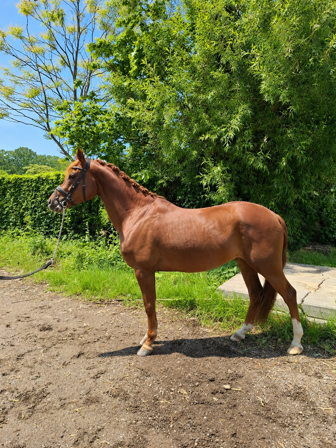 welsh dressuurpony merrie 5 years old vos for sale - Photo 2