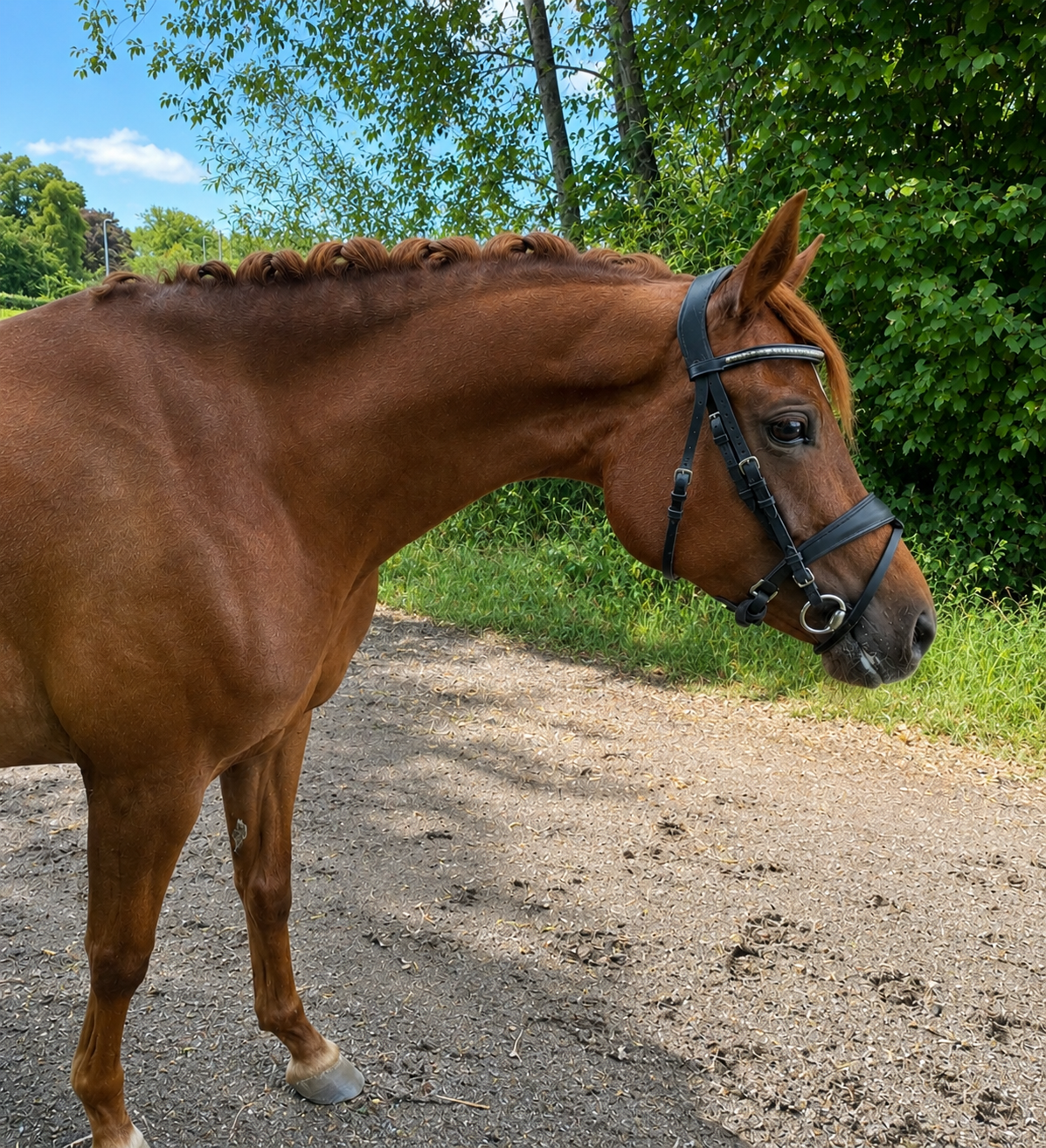 welsh dressuurpony merrie 5 years old vos for sale - Photo 3