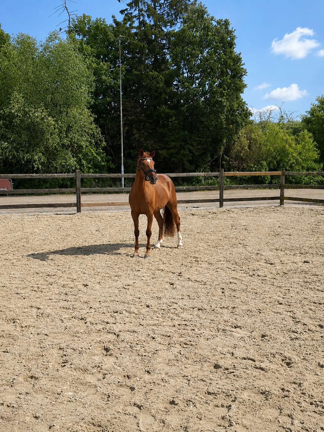 welsh dressuurpony merrie 5 years old vos for sale - Photo 4
