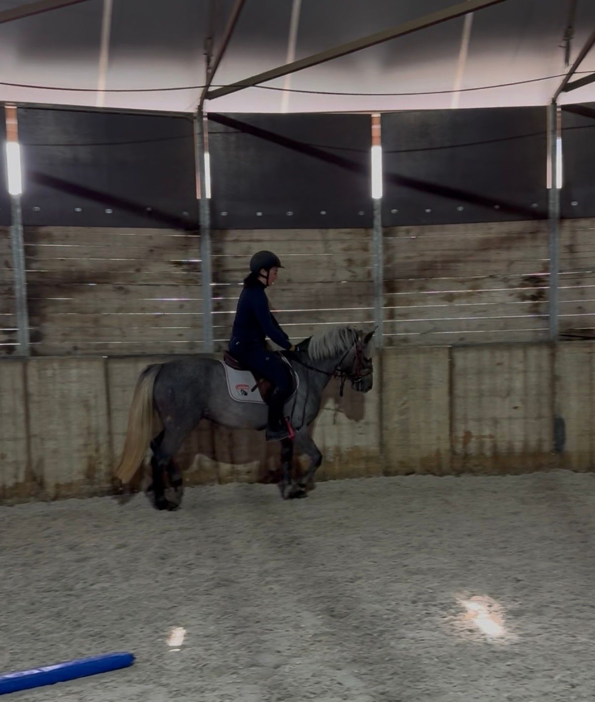 Joli jeune poney
