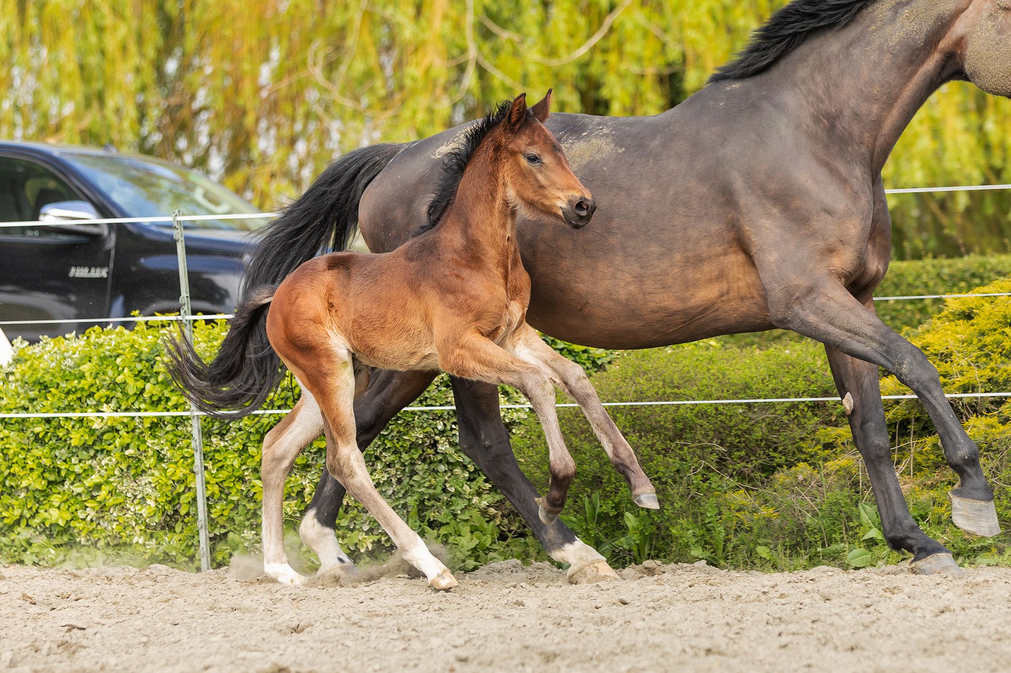 kwpn dressuurpaard hengst 1 anos donkerbruin à venda - Foto 4
