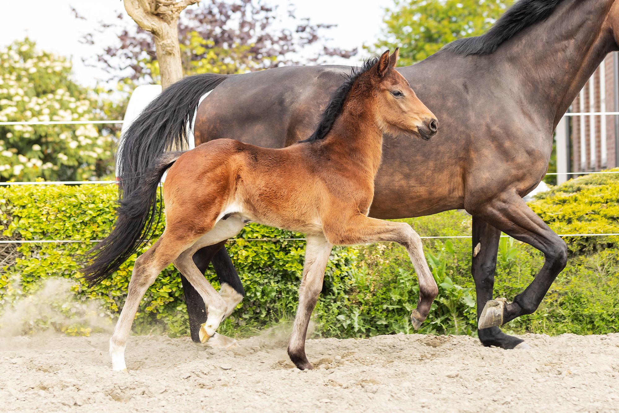 kwpn dressuurpaard hengst 1 anos donkerbruin à venda - Foto 2