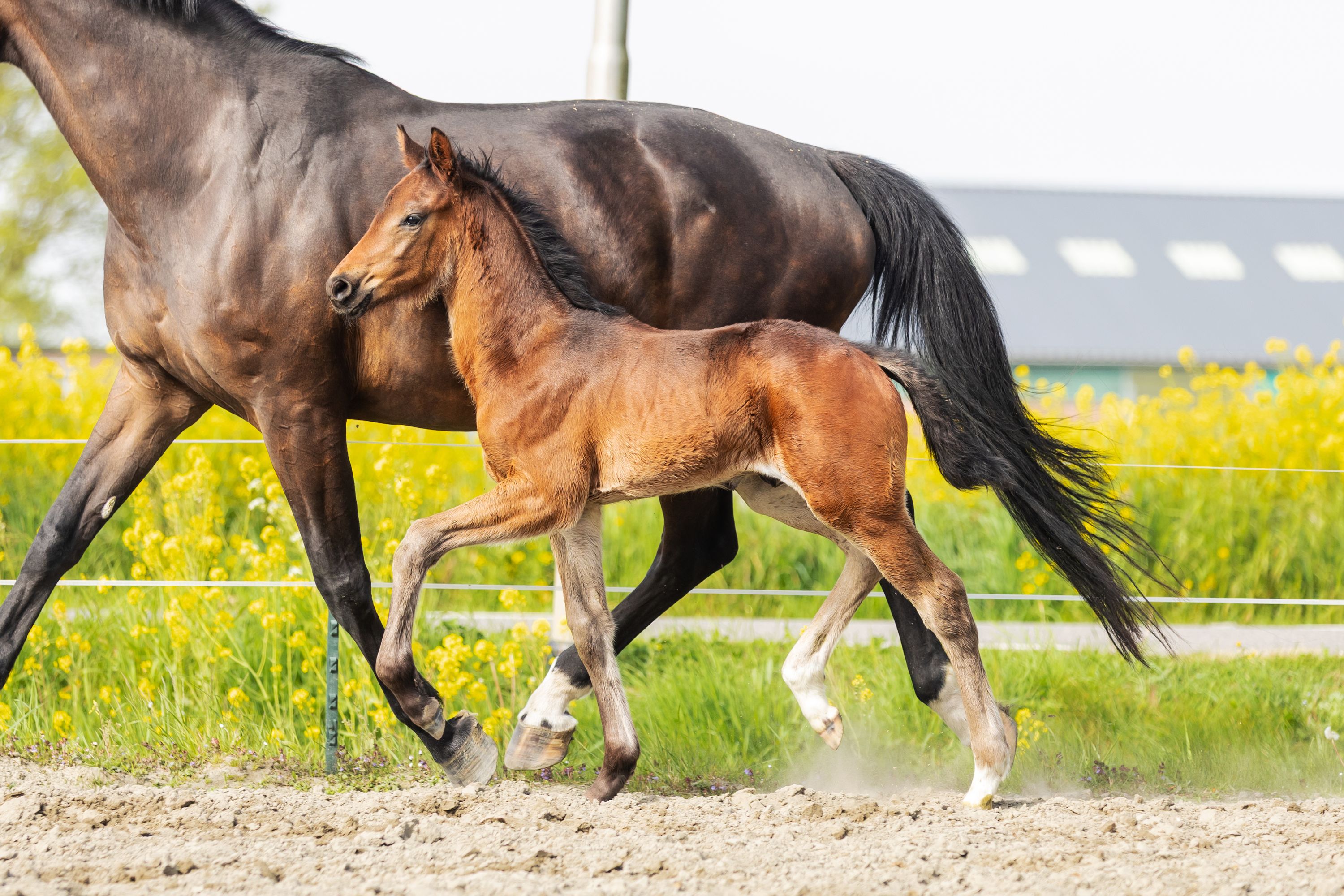 kwpn dressuurpaard hengst 1 anos donkerbruin à venda - Foto 3