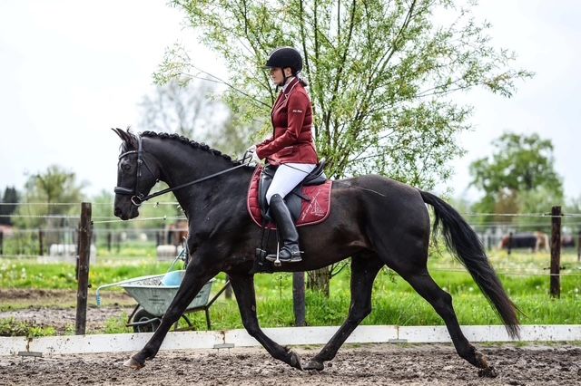 kwpn dressuurpaard ruin 14 år zwart till salu - Foto 2