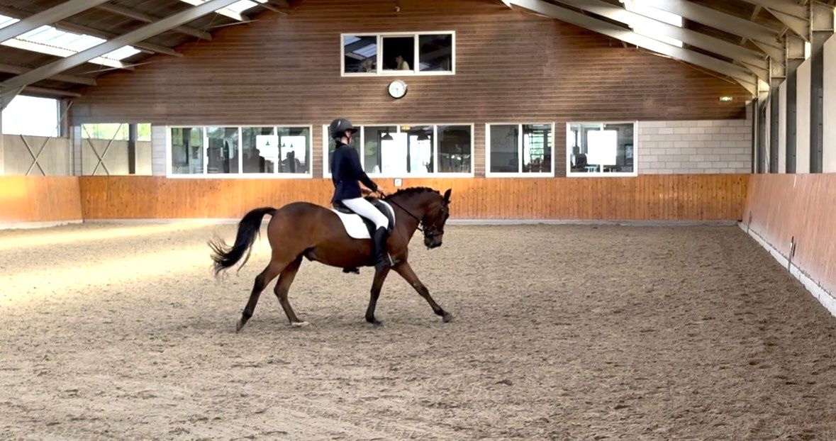 Adorable poney D sportif