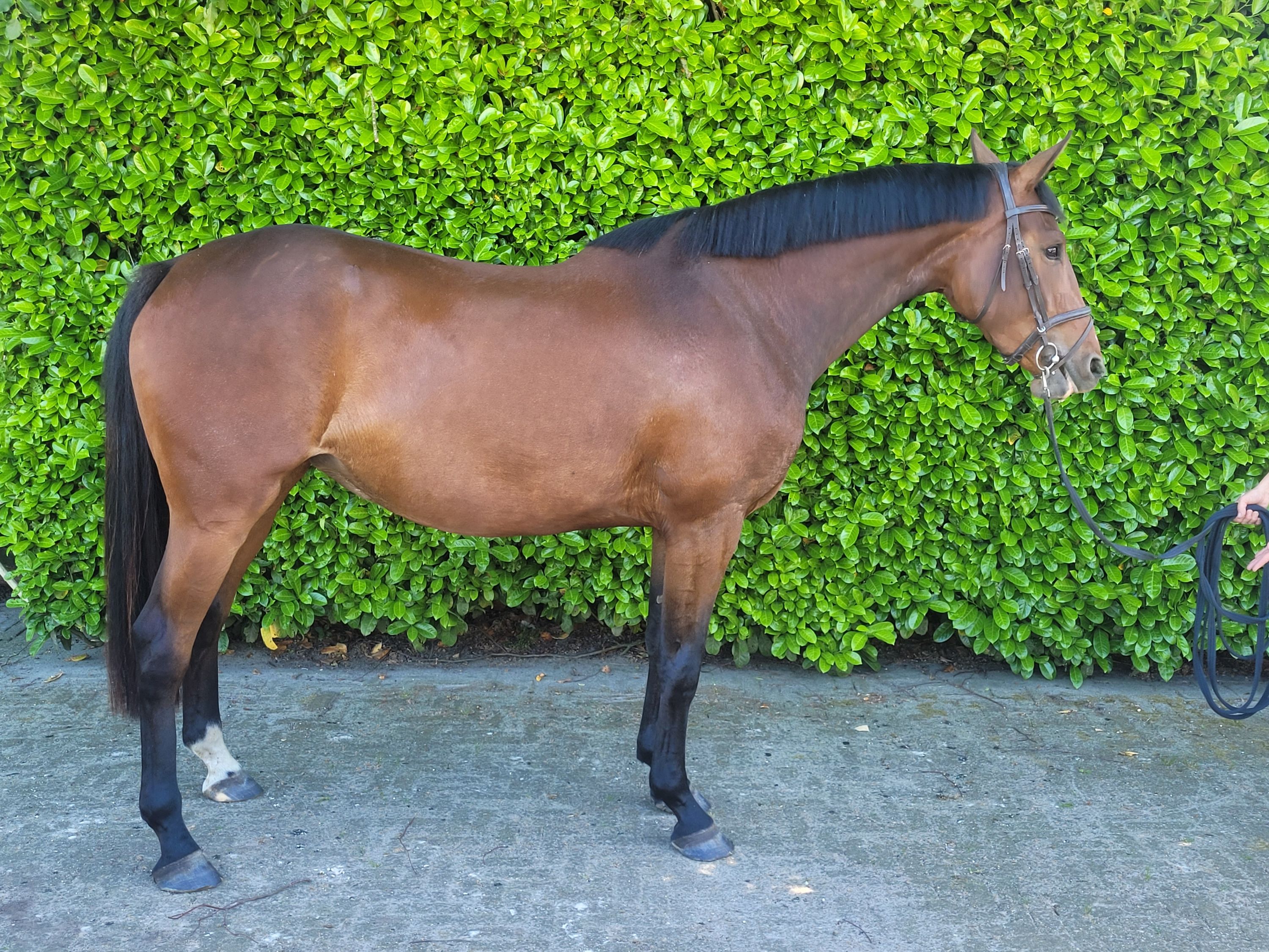 zangersheide springpaard merrie 4 jaar bruin te koop - Hoofdfoto