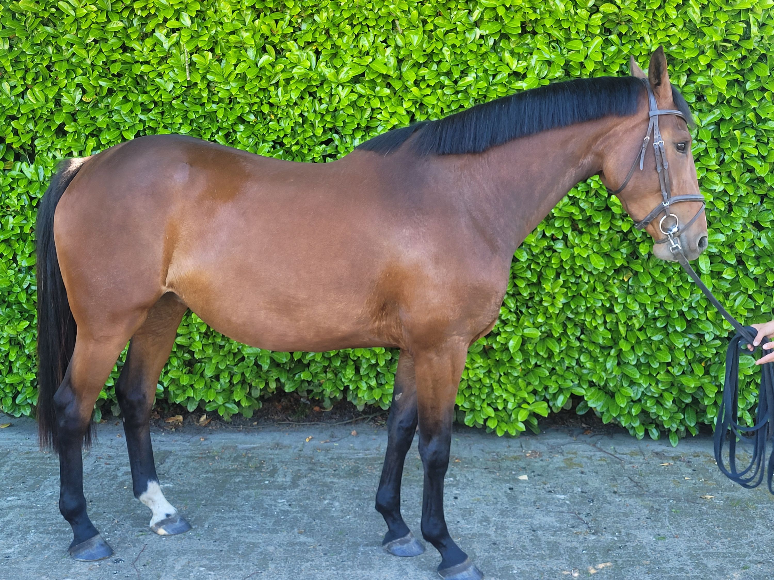 zangersheide springpaard merrie 4 jaar bruin te koop - Foto 2
