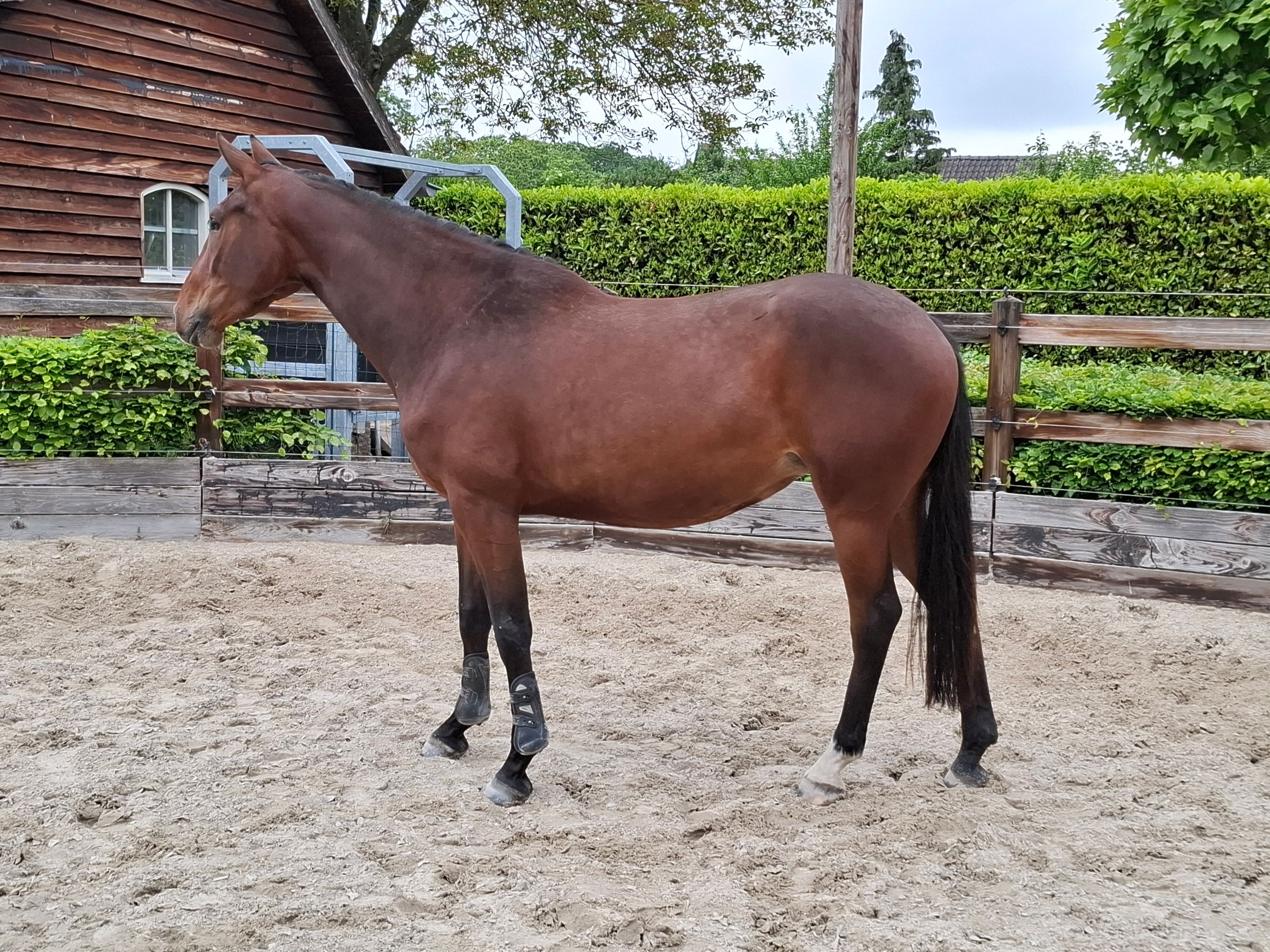 zangersheide springpaard merrie 4 jaar bruin te koop - Foto 5