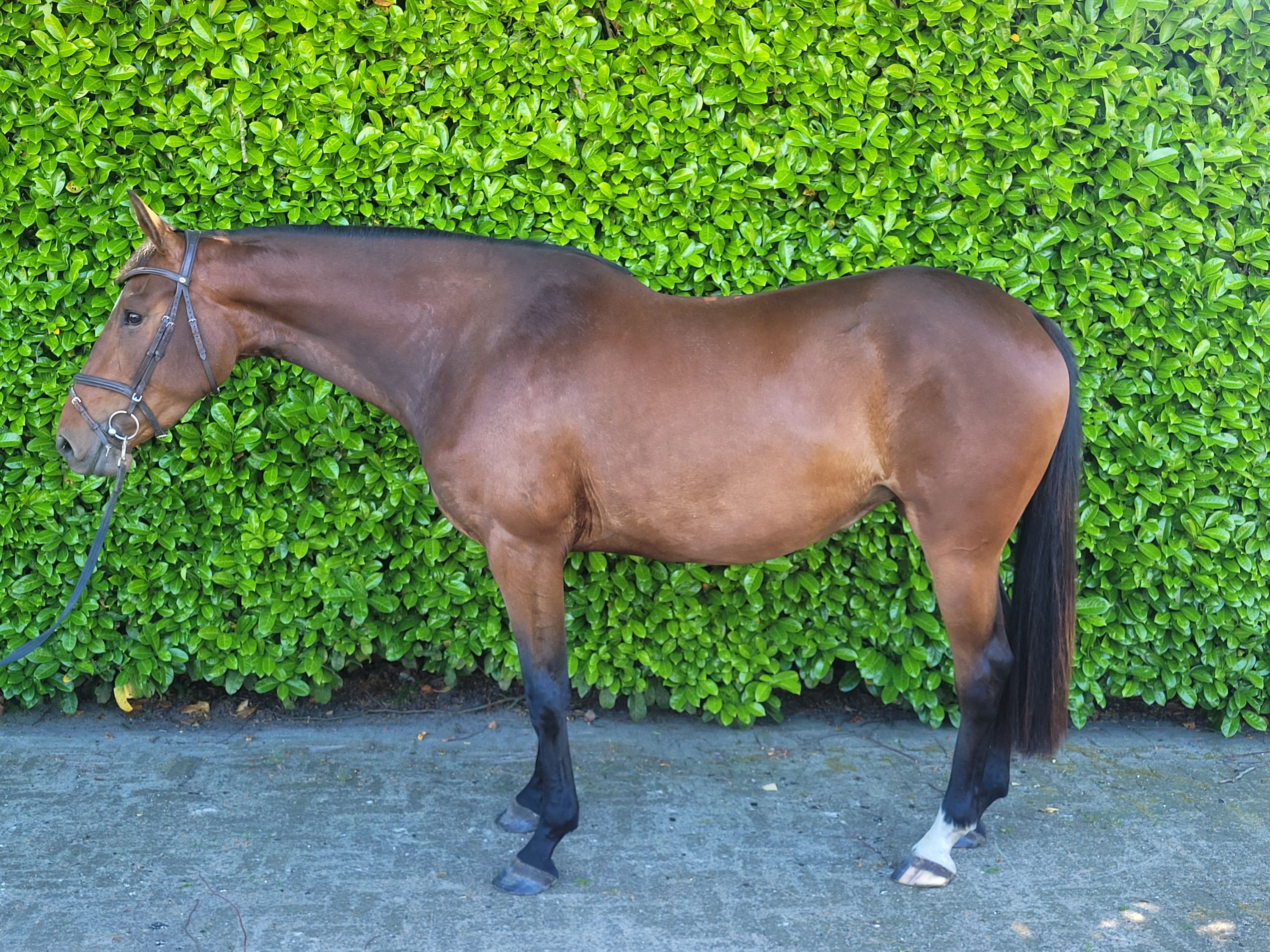 zangersheide springpaard merrie 4 jaar bruin te koop - Foto 3