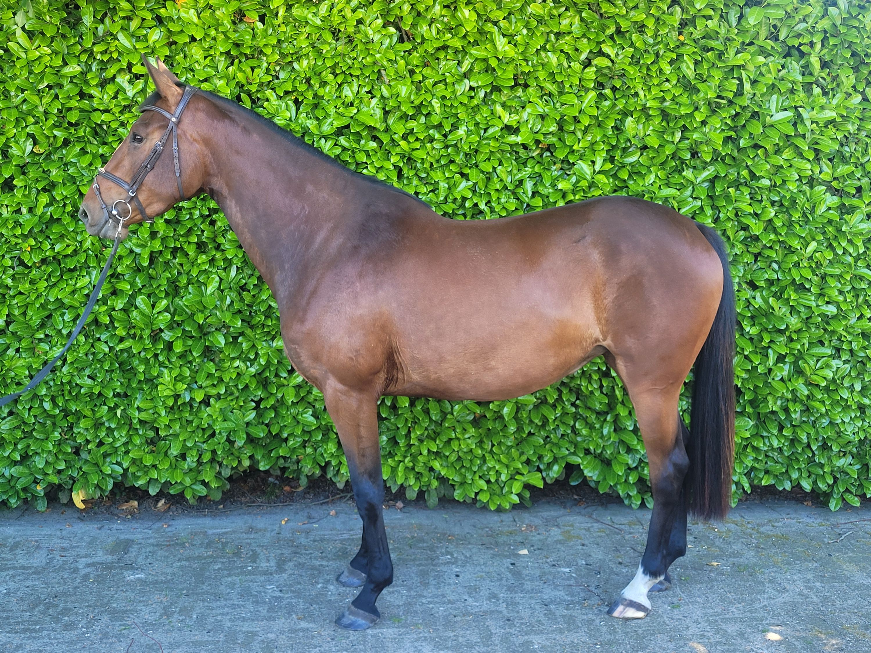 zangersheide springpaard merrie 4 jaar bruin te koop - Foto 4