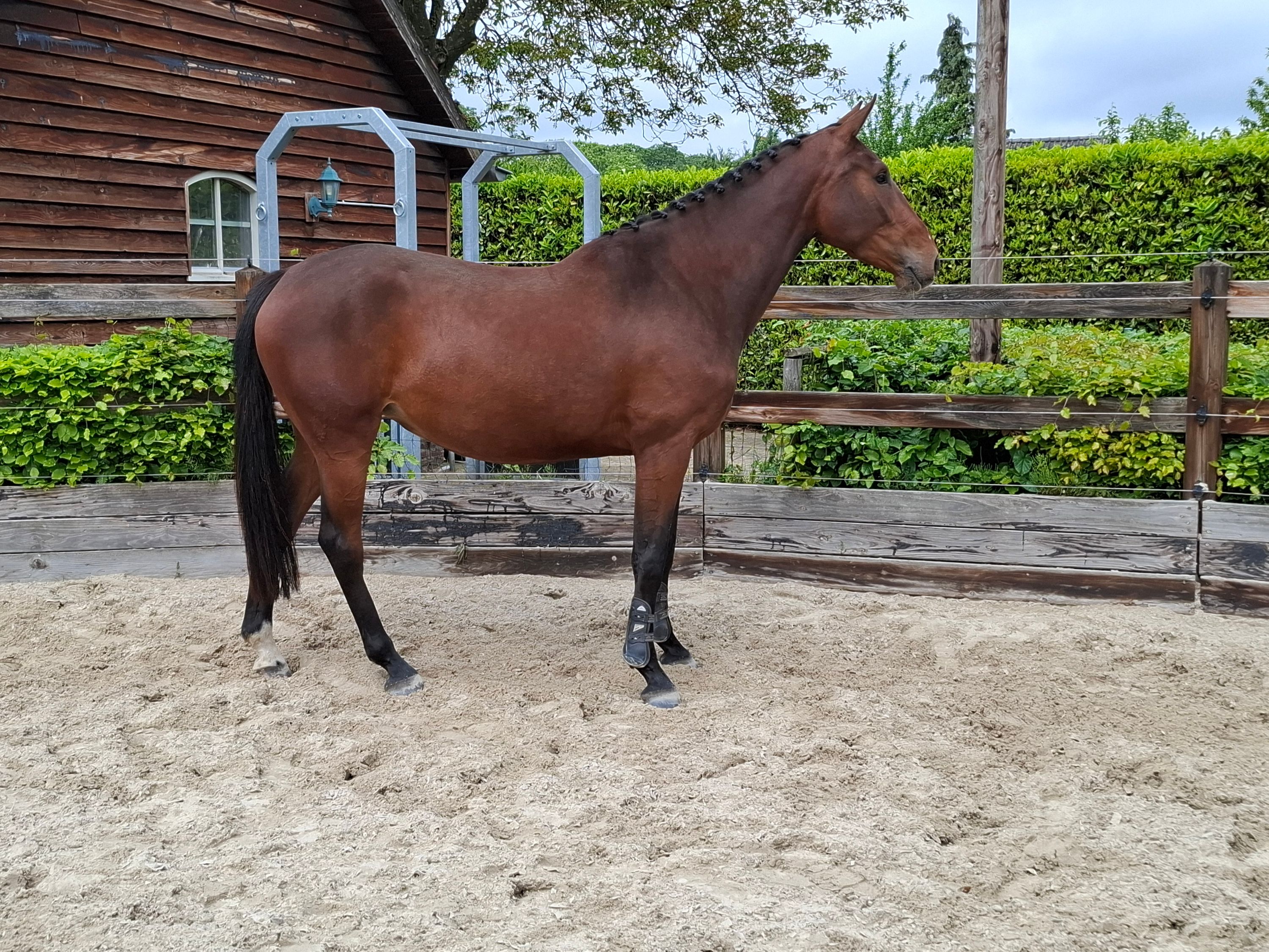 zangersheide springpaard merrie 4 jaar bruin te koop - Foto 6