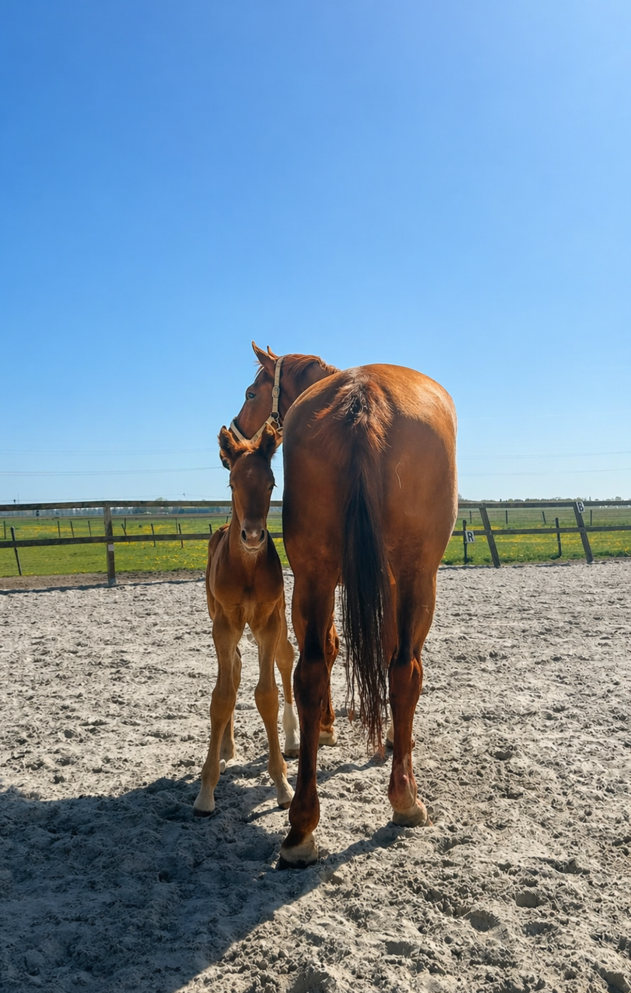 kwpn dressuurpaard hengst 0 anos vos à venda - Foto 2