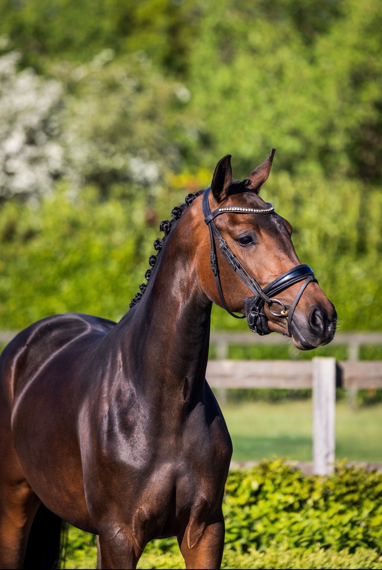 高品質な3歳牝馬（Dreamboy x Negro）