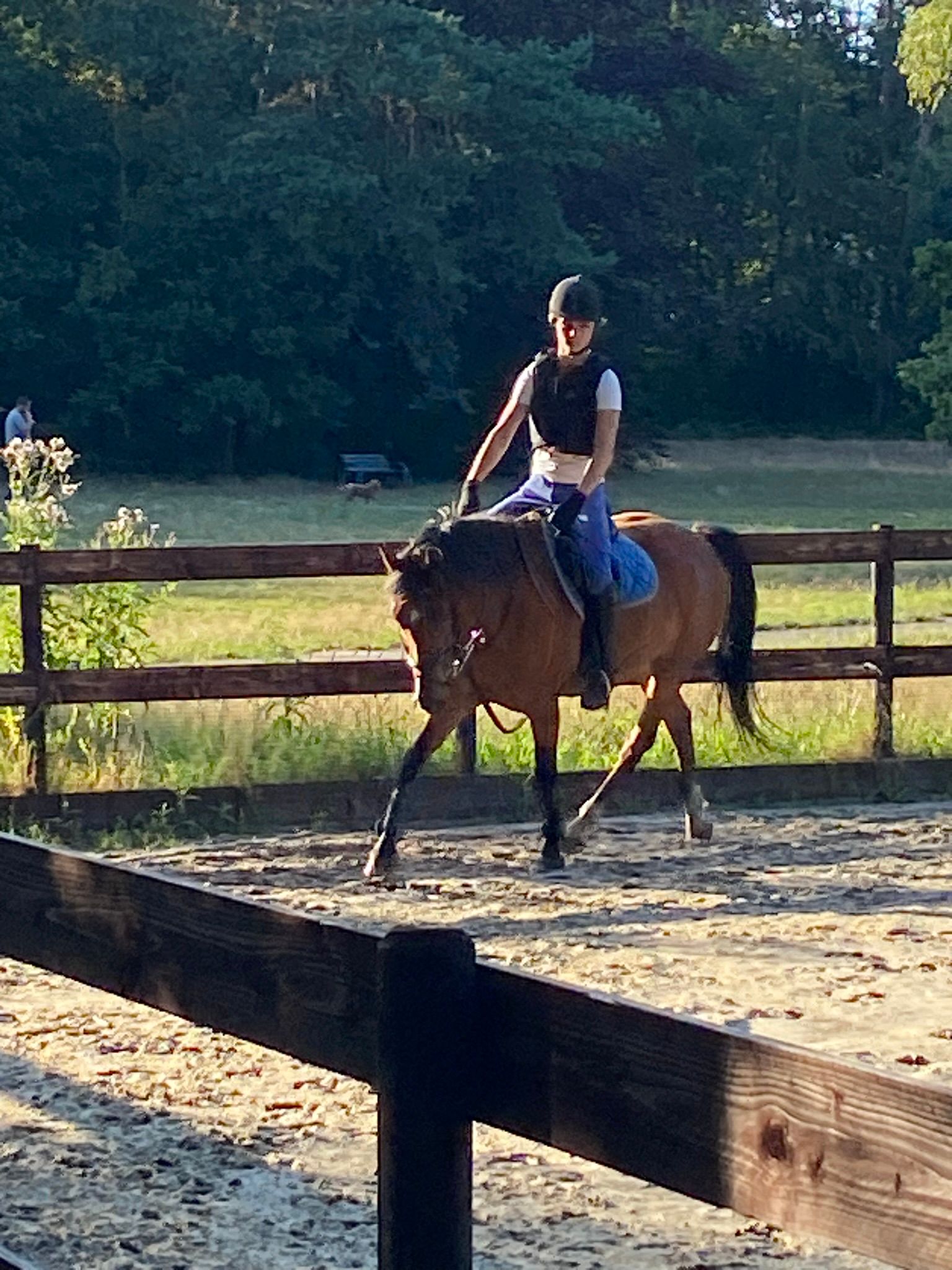 new-forest allround-pony ruin 14 let bruin na prodej - Foto 3